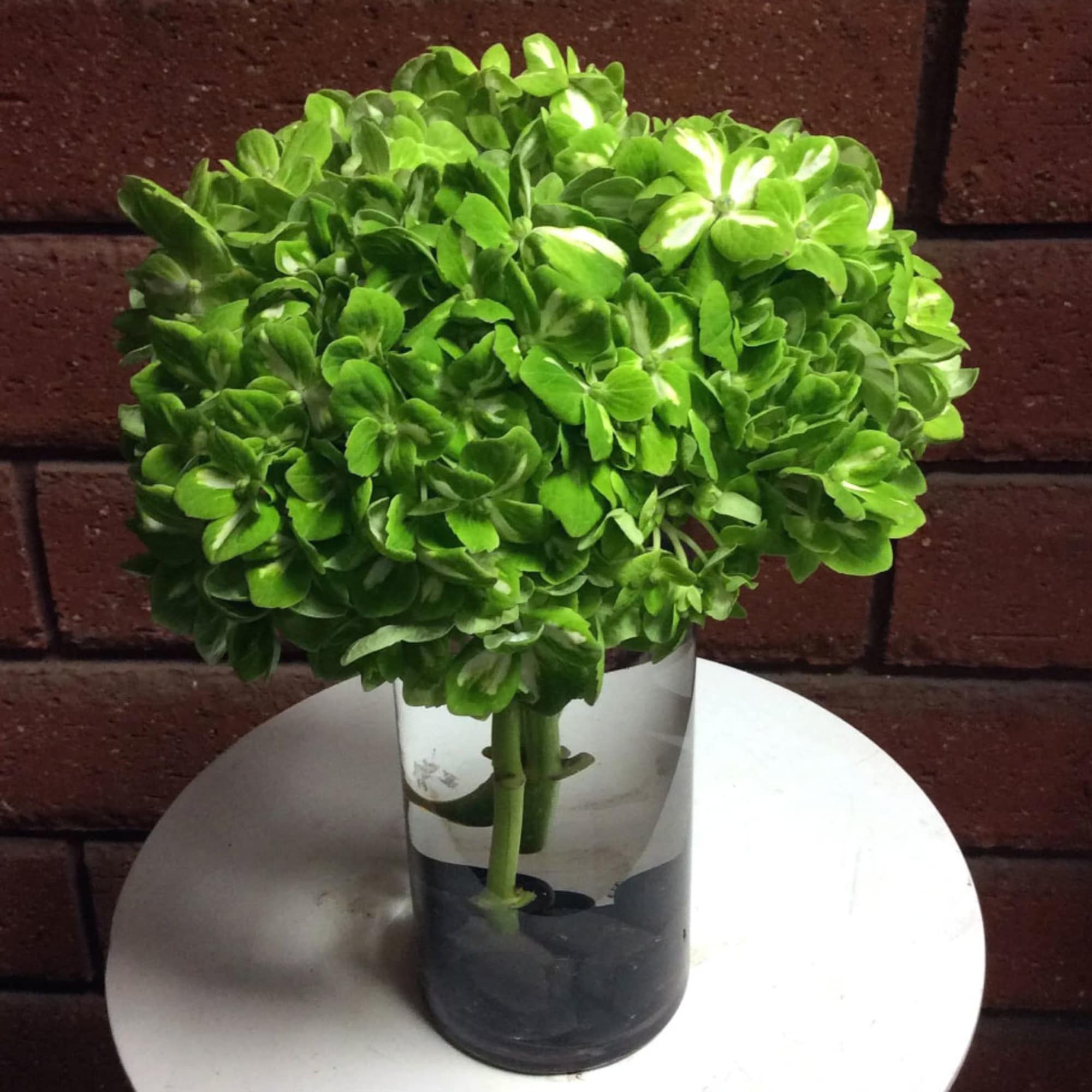 Green hydrangea bouquet in a clear glass vase