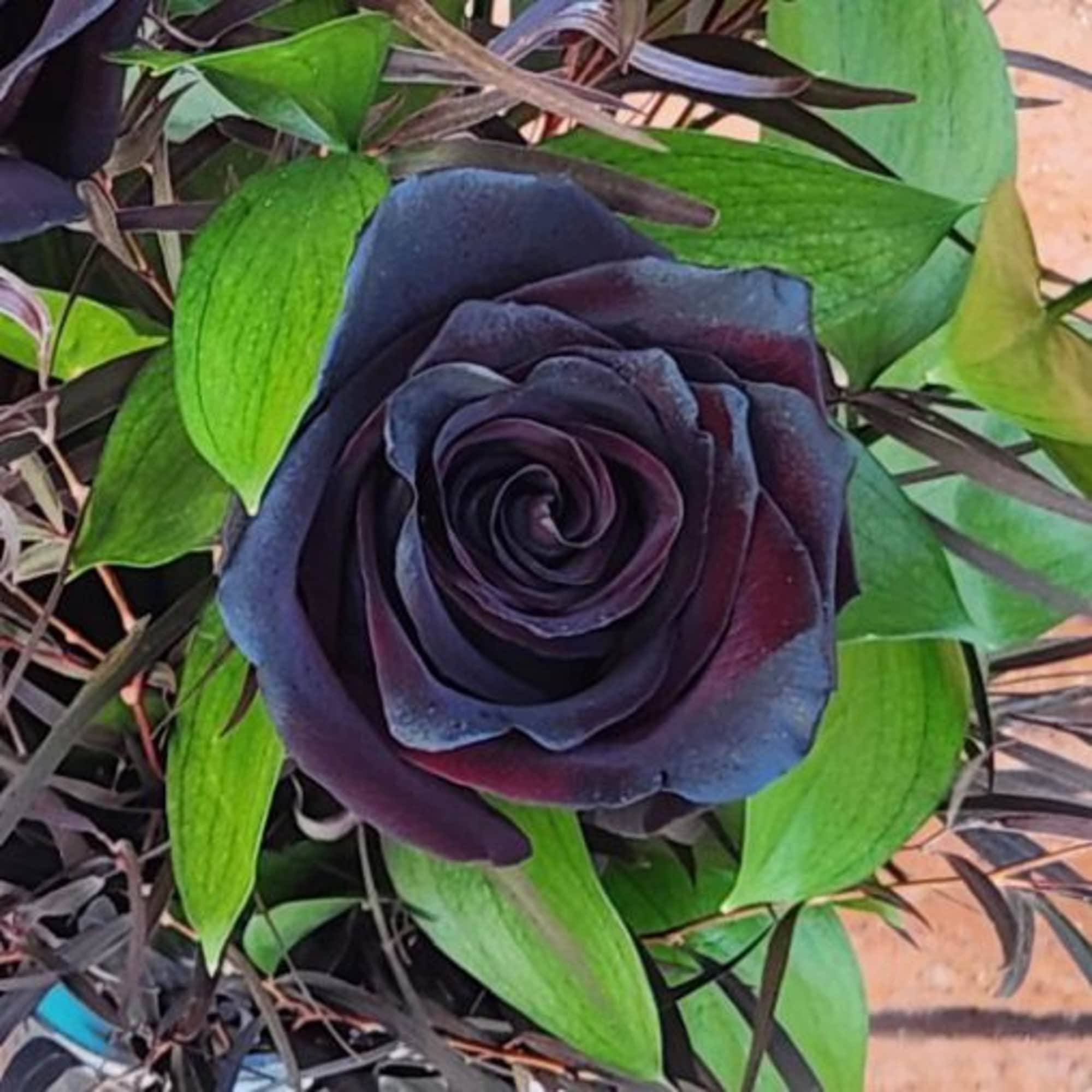 Single dark purple-black rose with curled petals, framed by bright green leaves.