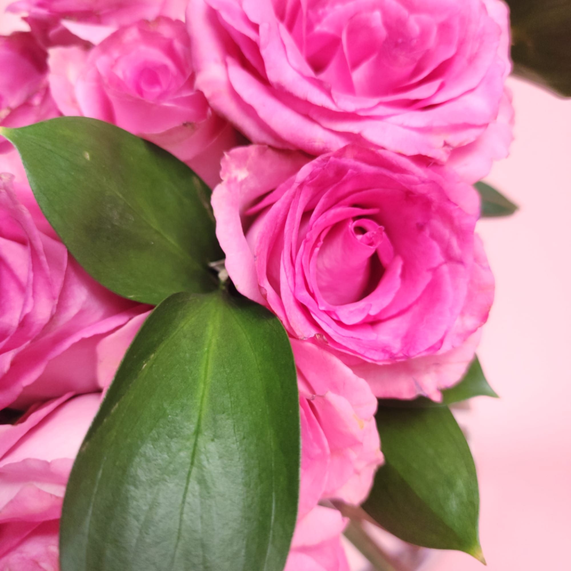Close-up bouquet of bright pink roses with dark green leaves
