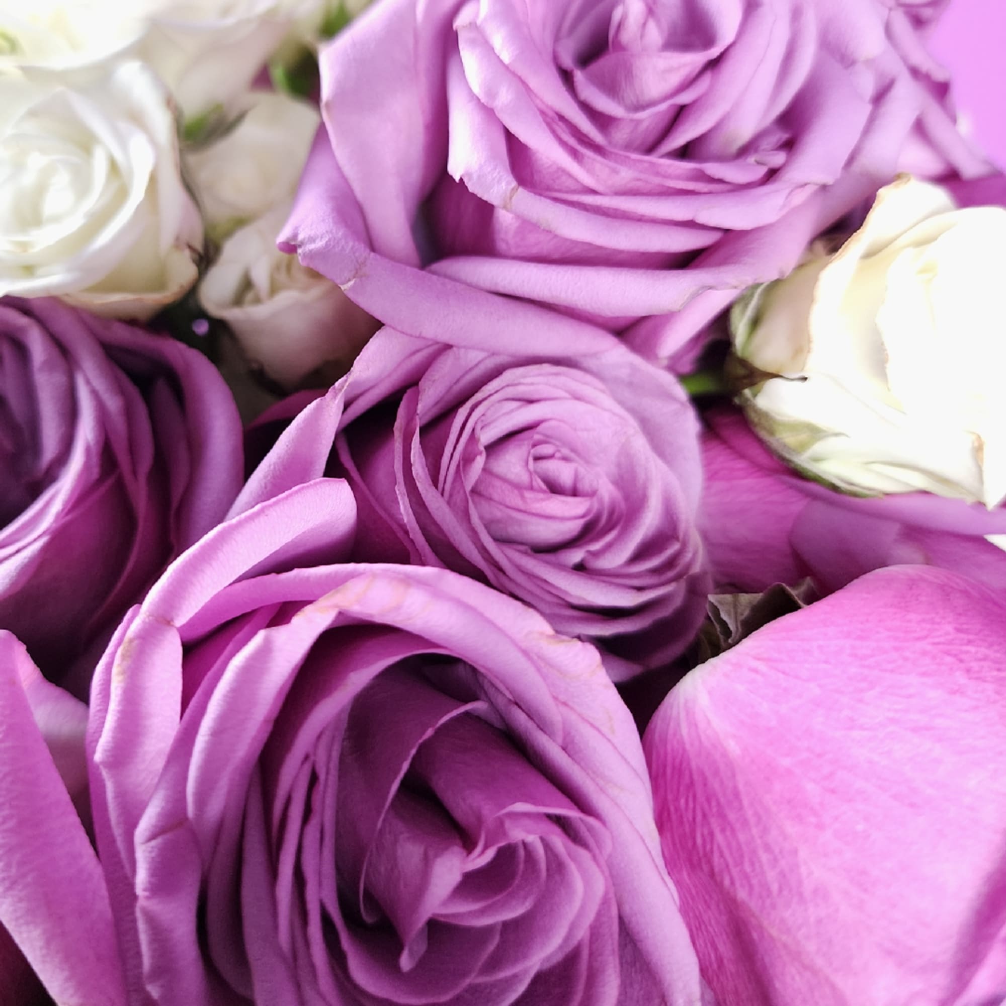 Close-up of purple and white roses tightly clustered together
