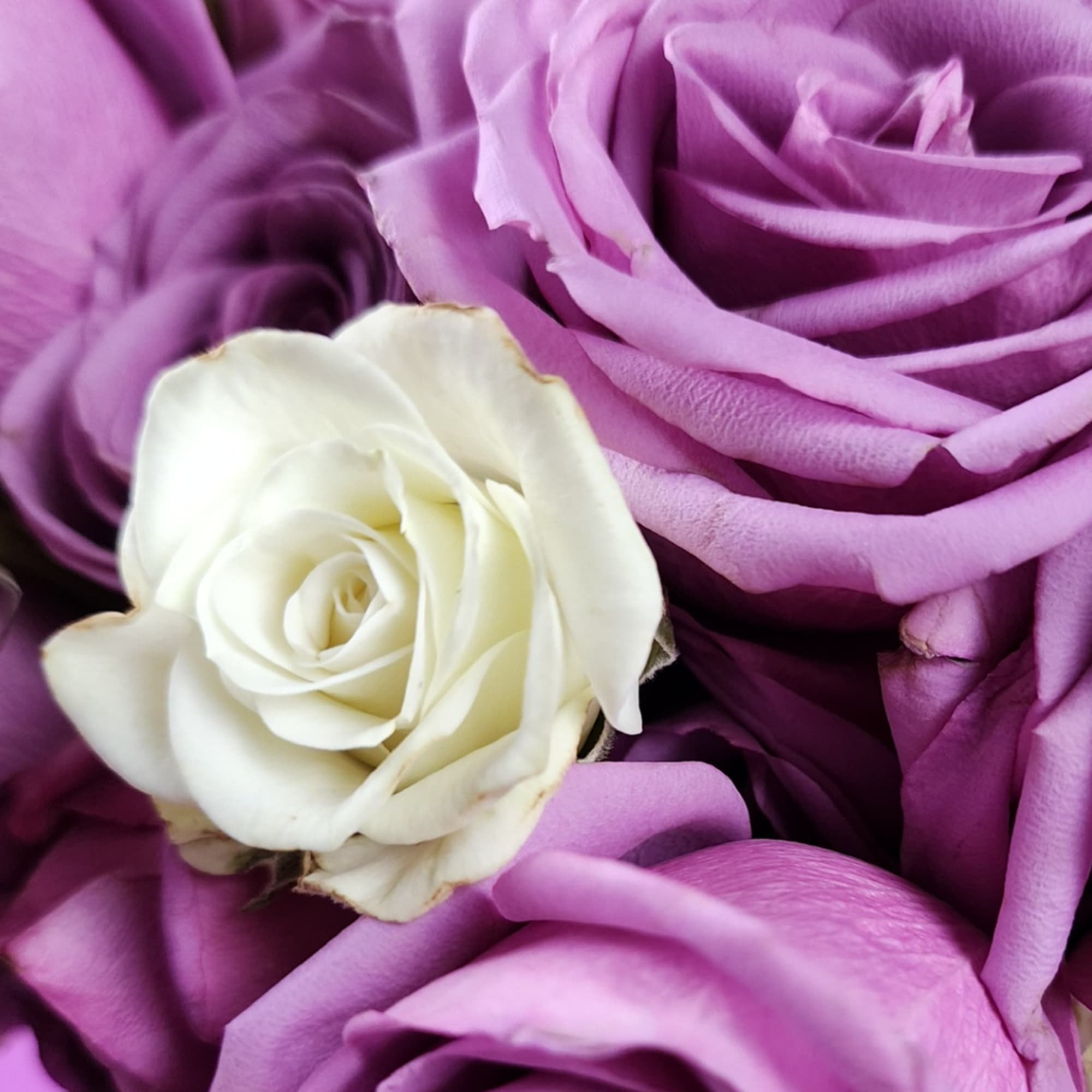 Close-up of purple and white roses clustered together