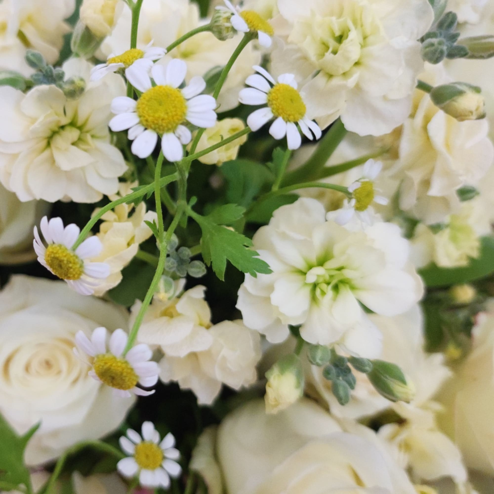 White bouquet with small daisy-like flowers and cream blooms