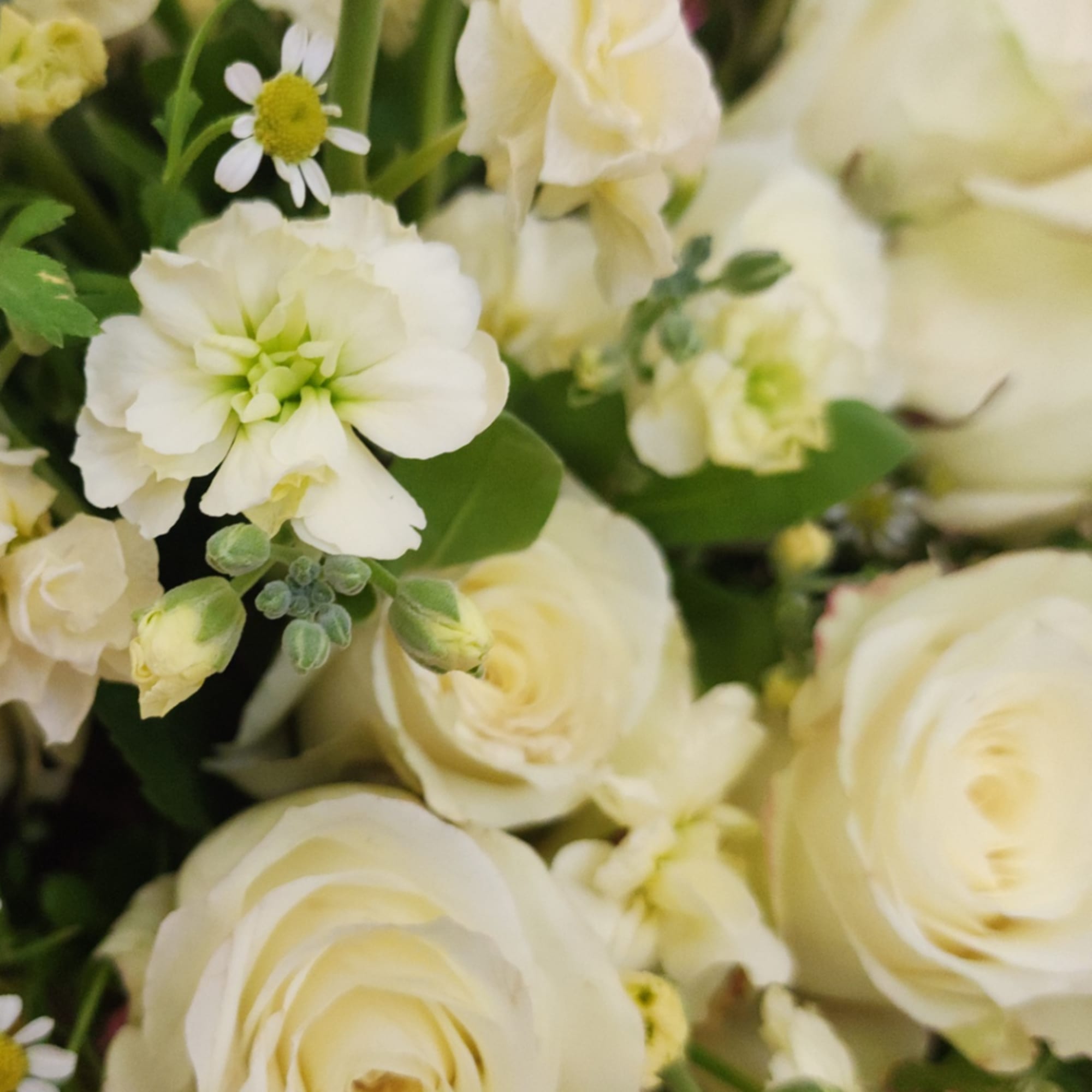 Close-up bouquet of cream roses and white flowers with green centers