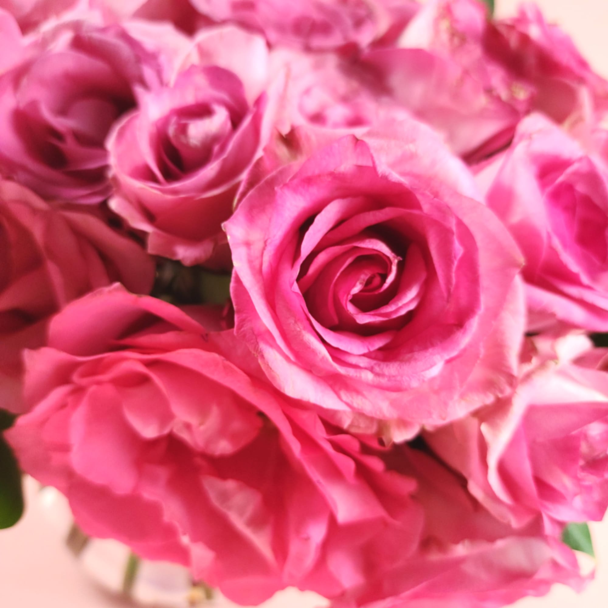 Close-up bouquet of bright pink roses
