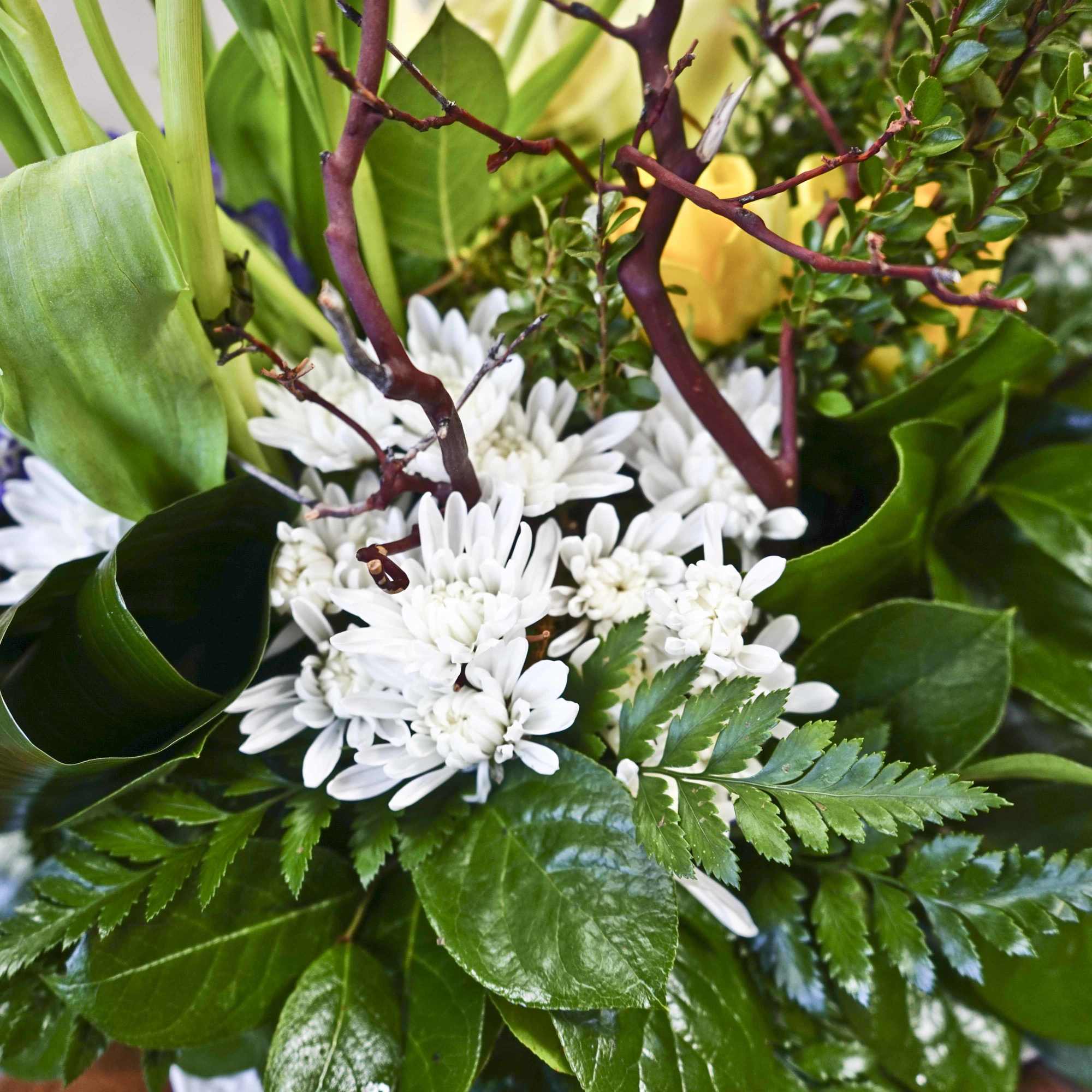 White daisy-like flowers arranged with glossy green foliage and burgundy branches