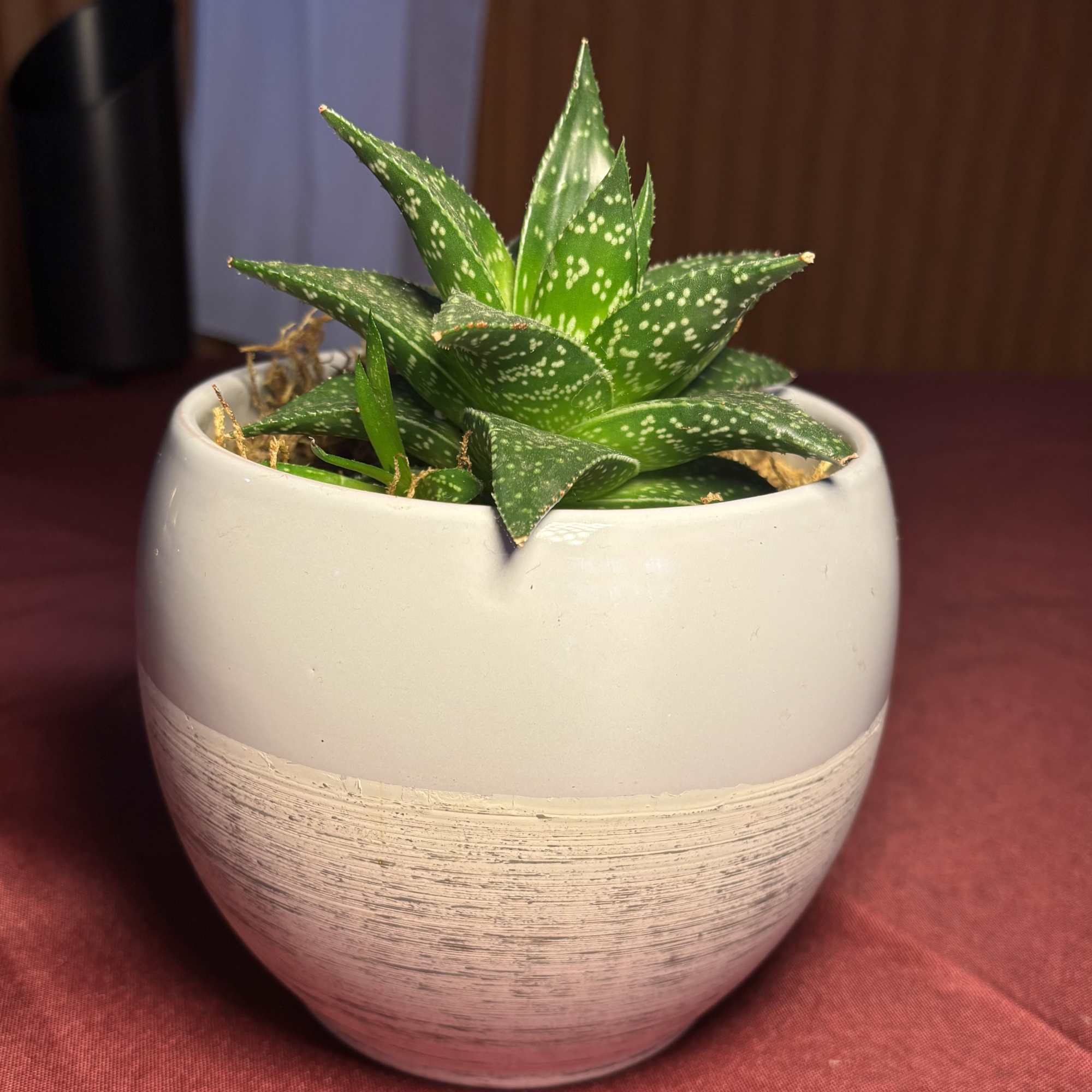 Small spotted succulent in a white ceramic pot