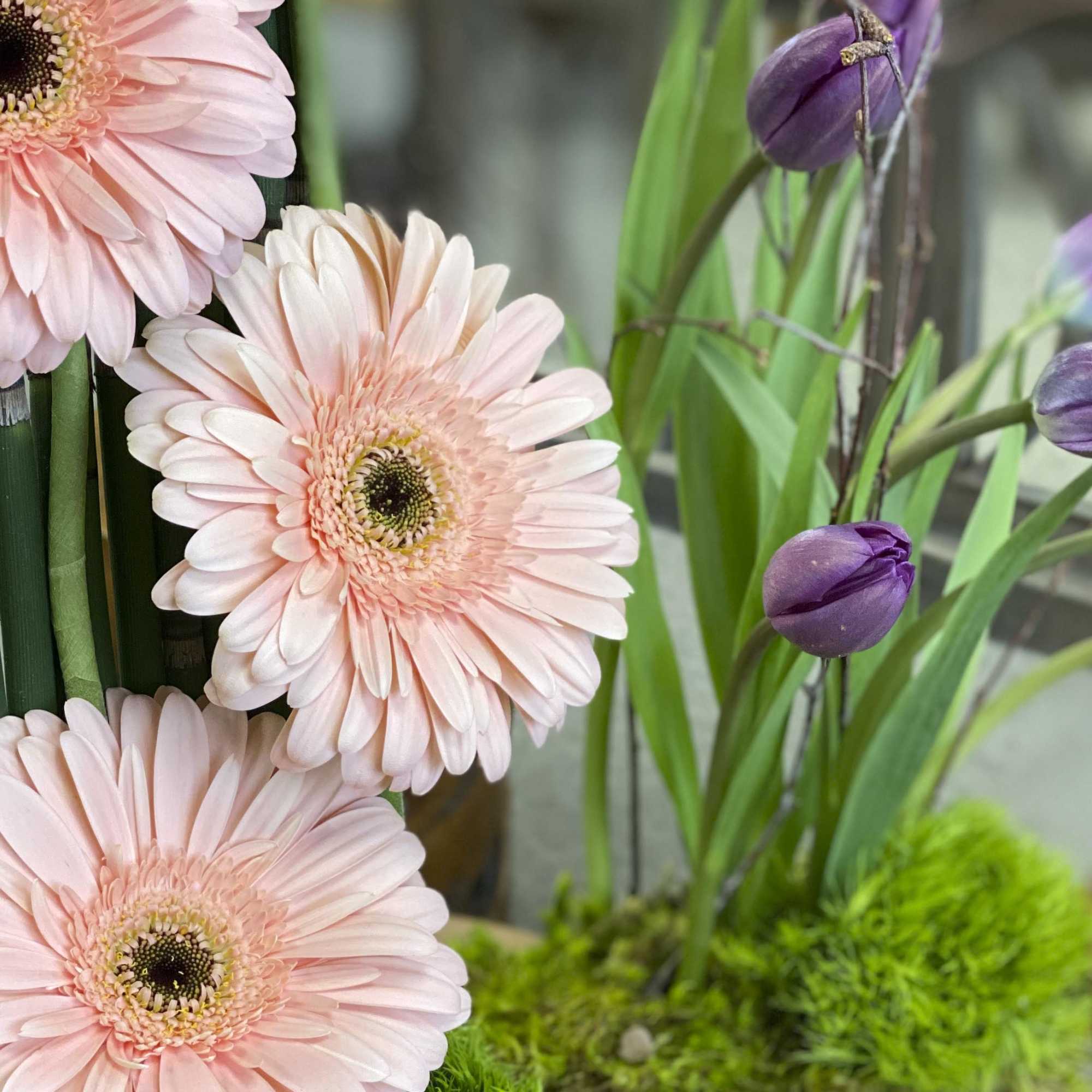 Pink gerbera daisies with purple tulip buds in a floral arrangement