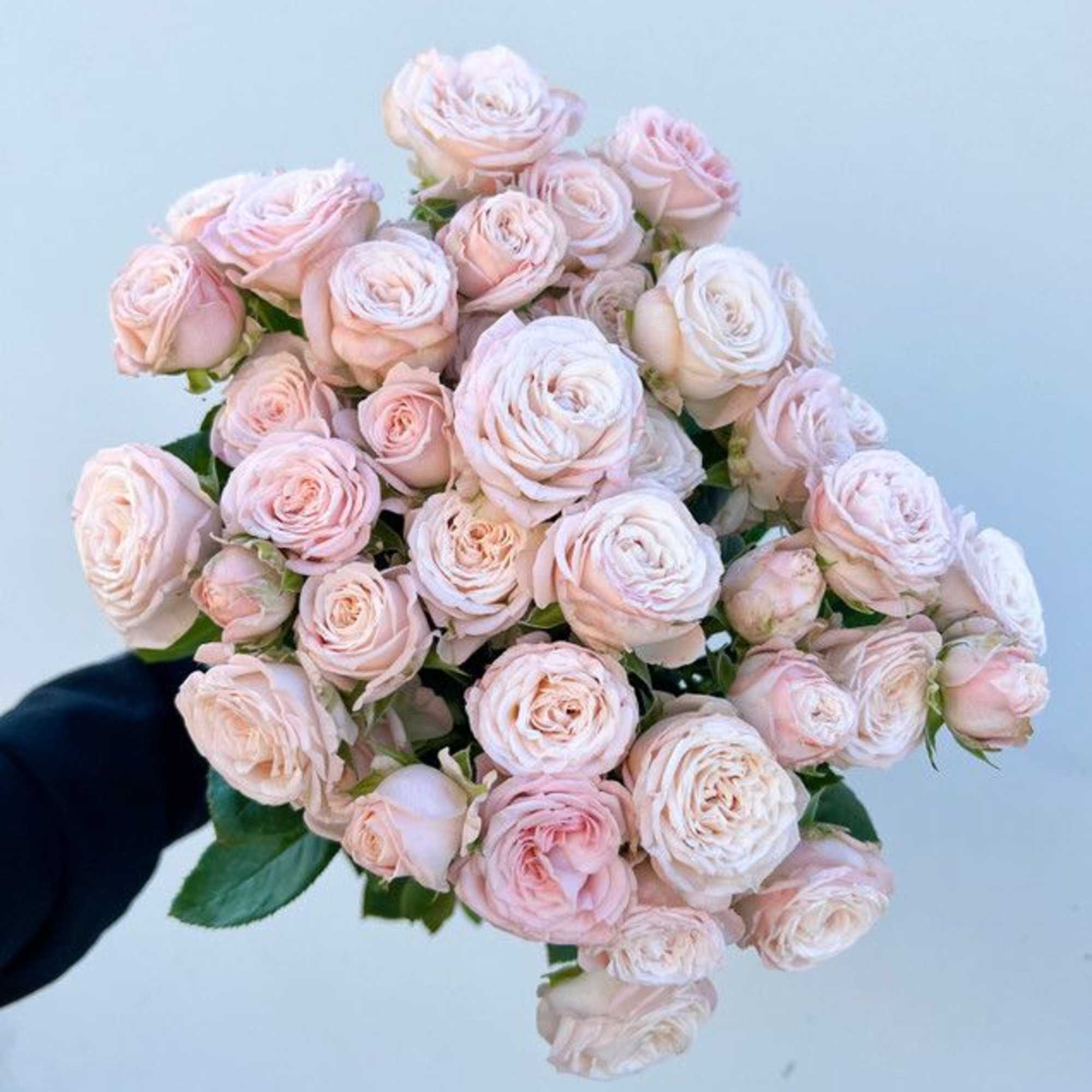 Bombastic spray rose bunch contains 10-12 stems.

Please read the following instructions before