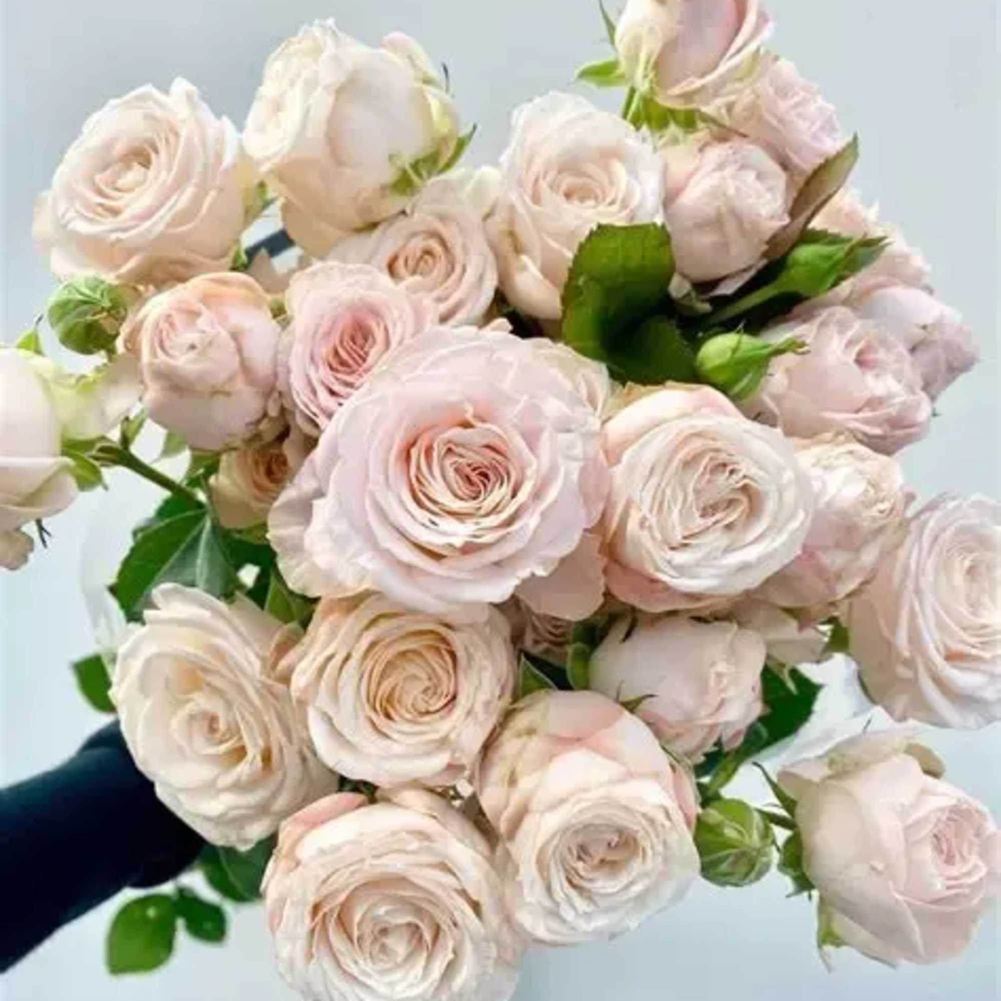 Bombastic spray rose bunch contains 10-12 stems.

Please read the following instructions before, photo 2 of 2