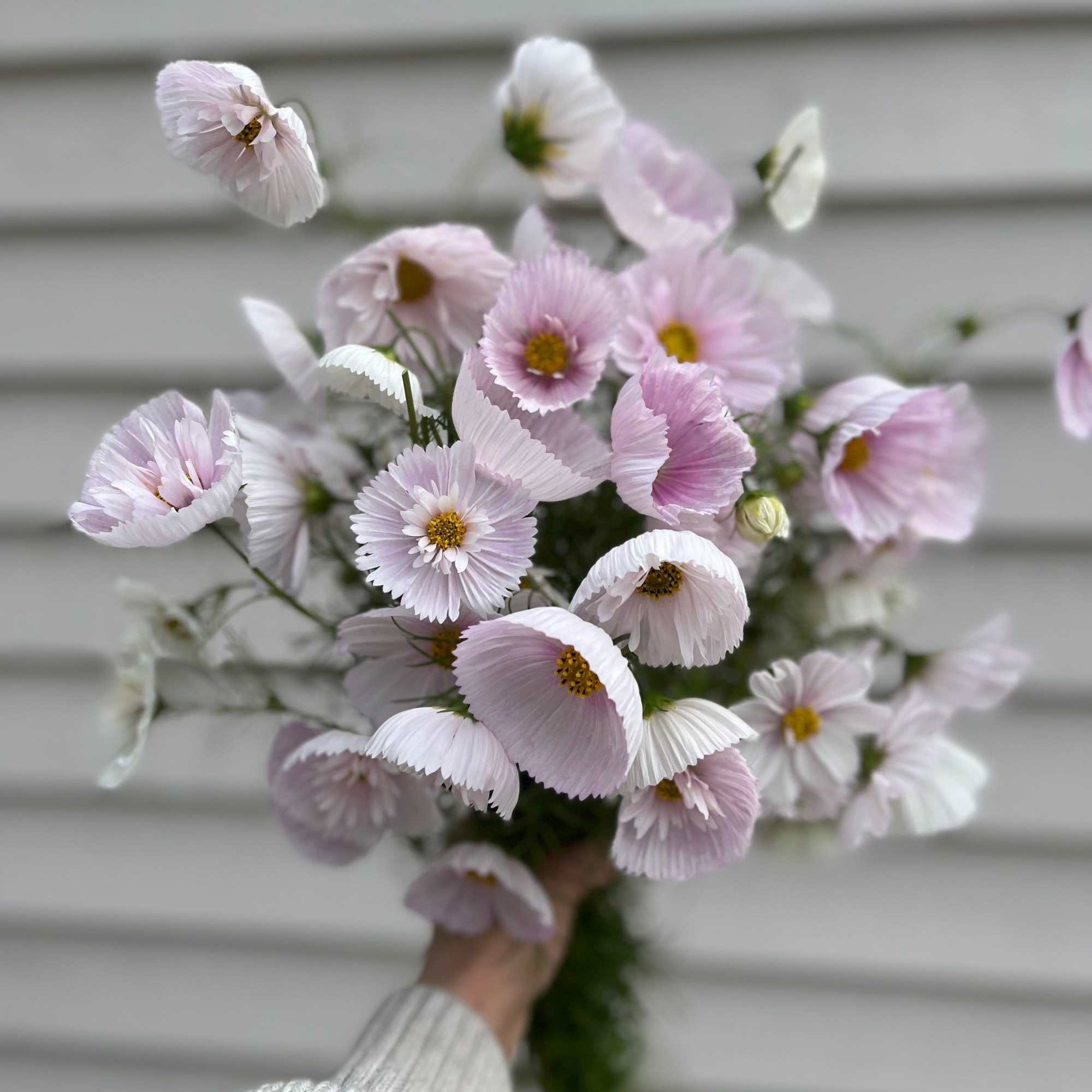 Cosmo bunches are growers' bunches (volume-based) &amp; will contain roughly 10-12 stems, photo 2 of 2