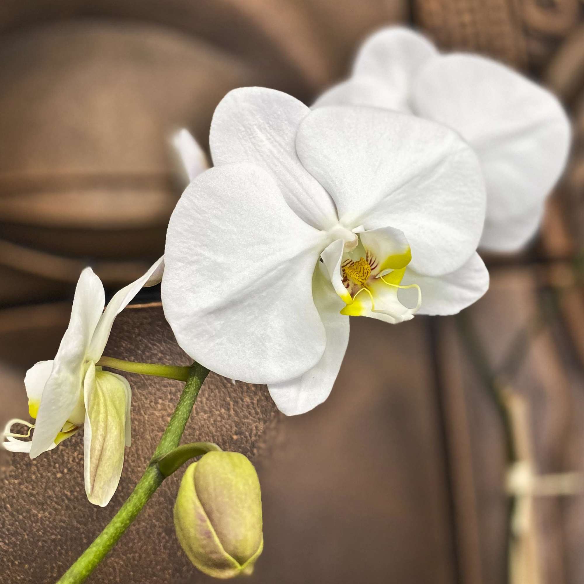 White orchid blooms with yellow centers on a brown background