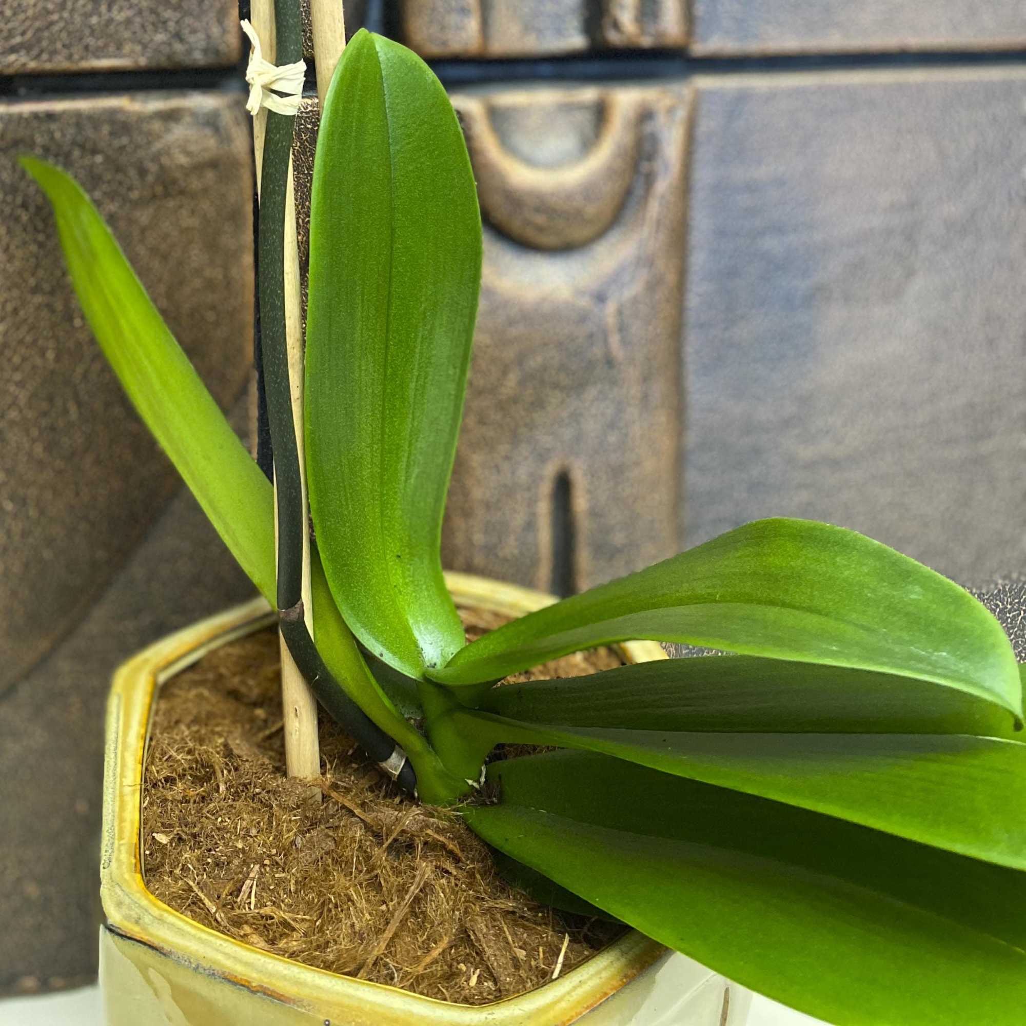 Potted orchid plant with broad green leaves in a ceramic container
