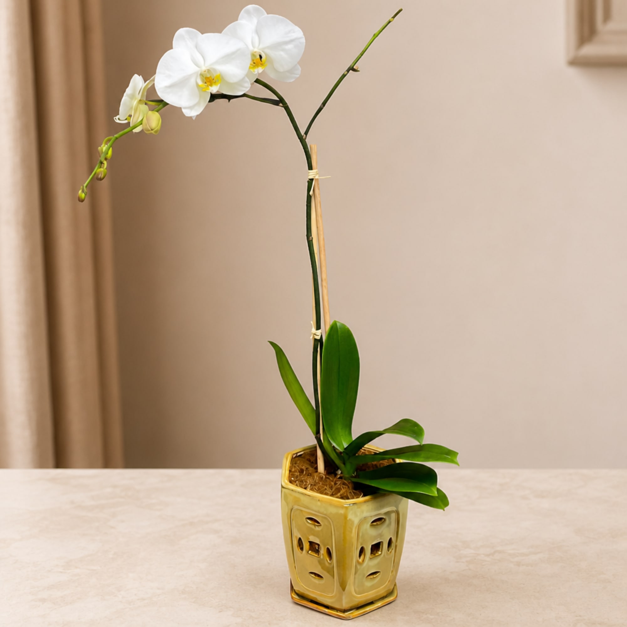 White orchid plant in a gold ceramic pot on a tabletop