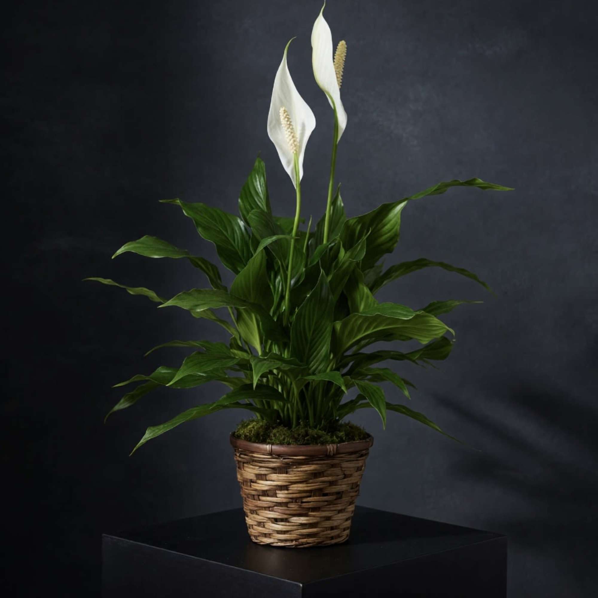 Peace Lily in Wicker Basket
Elegant and enduring, our Peace Lily is a