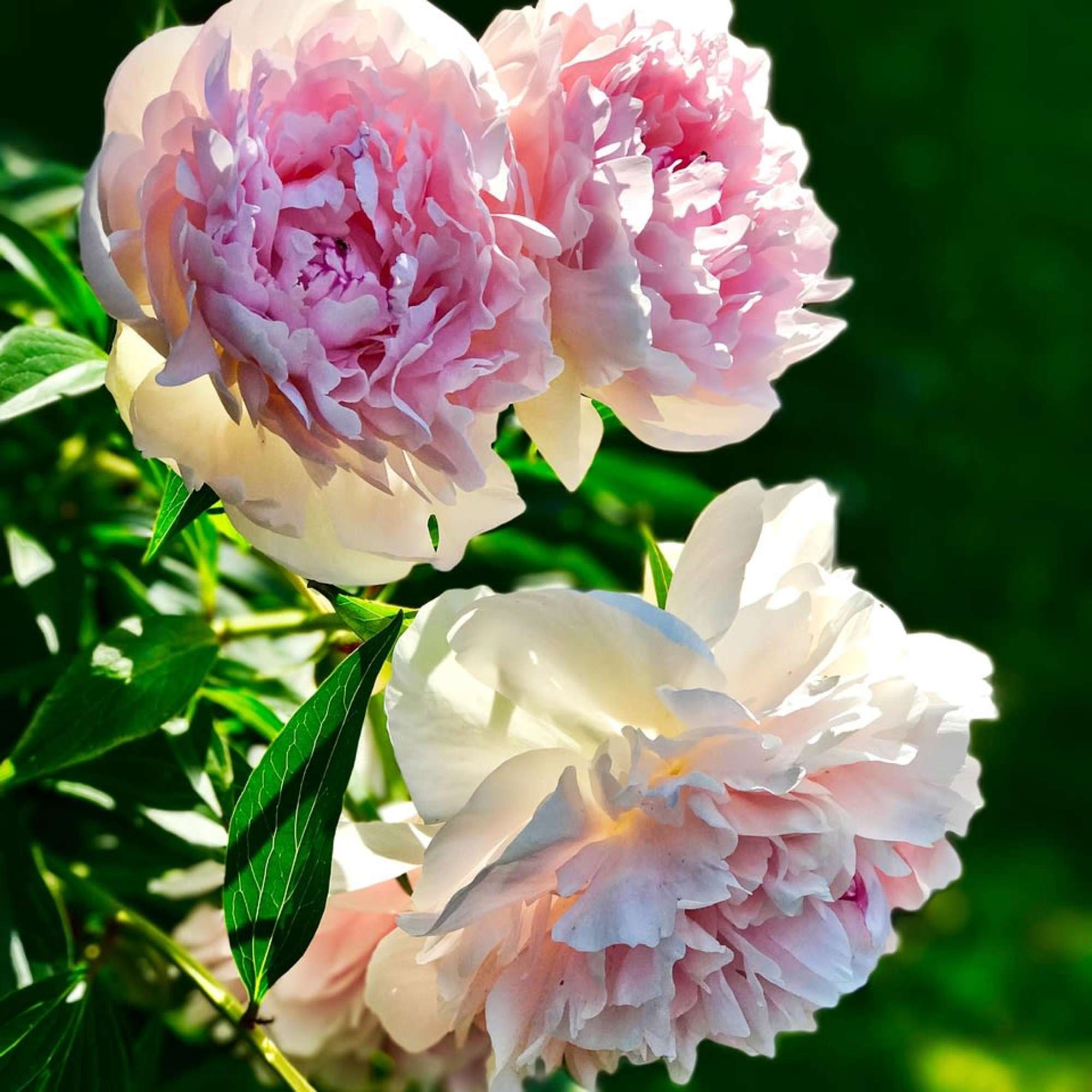 Pink and white peony blooms against green foliage