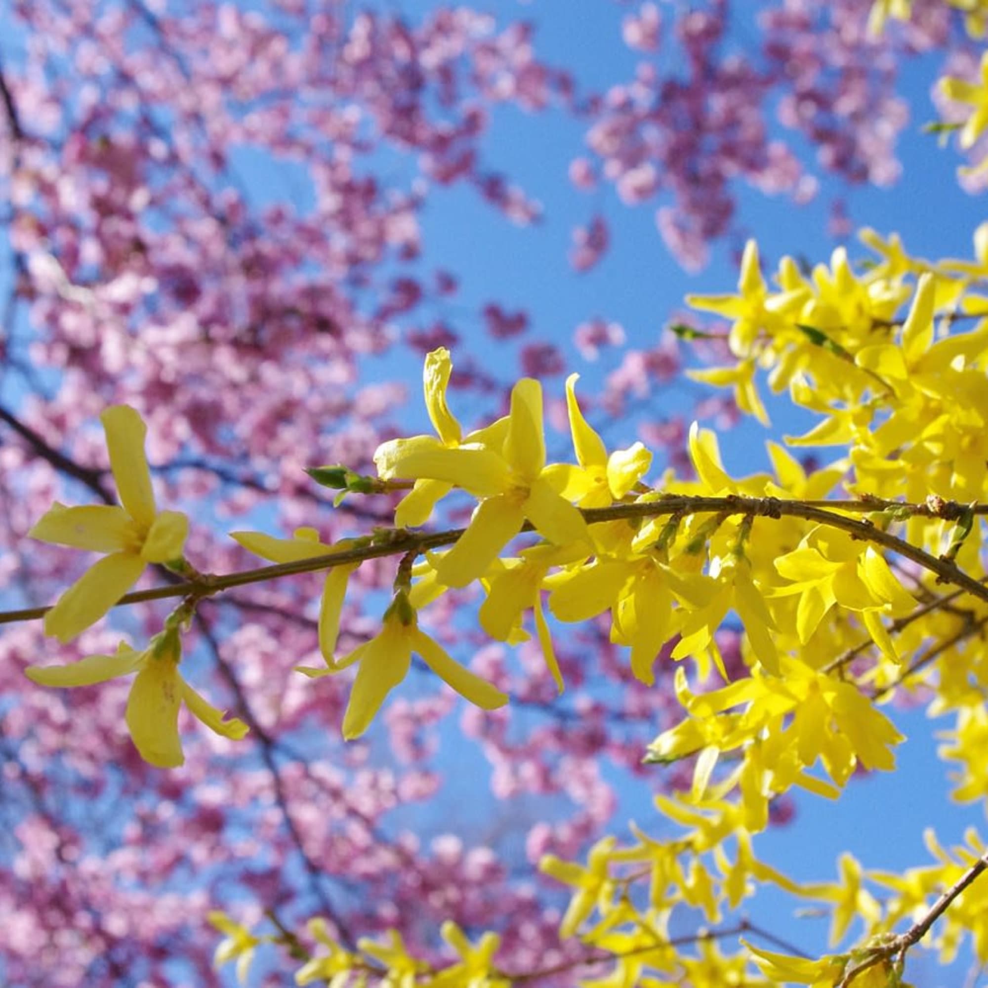 Yellow blossoms on branches against a blue sky with pink blossoms in the background