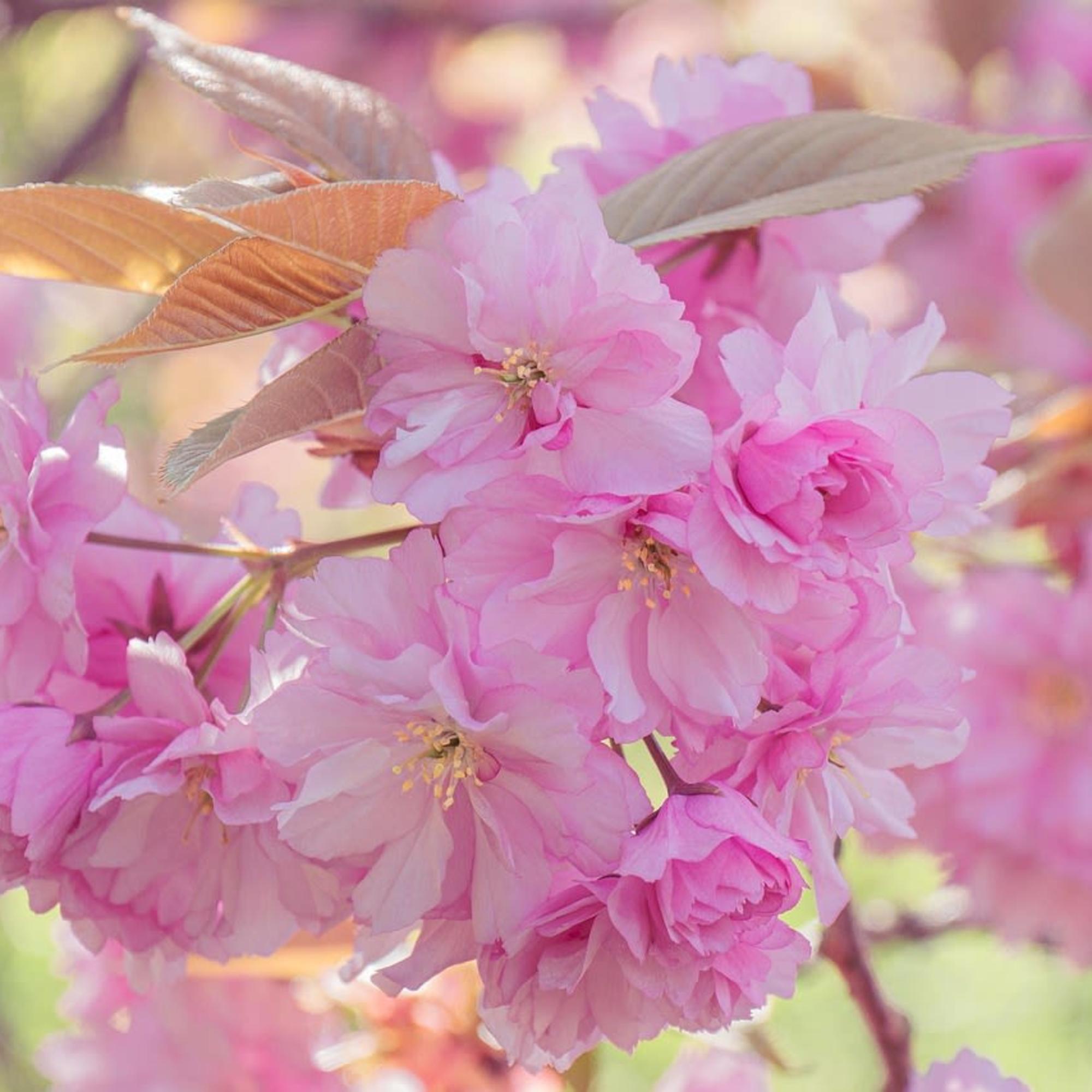 Cluster of pink cherry blossoms with copper-toned leaves