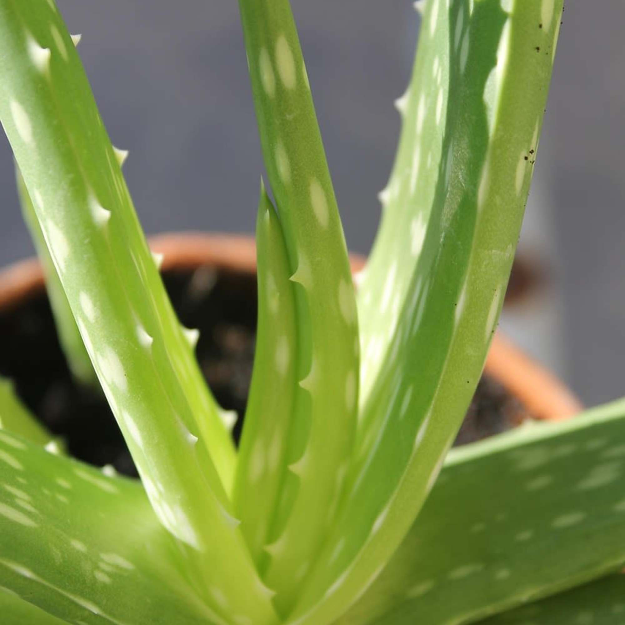 Close-up of a potted aloe vera plant with thick green leaves