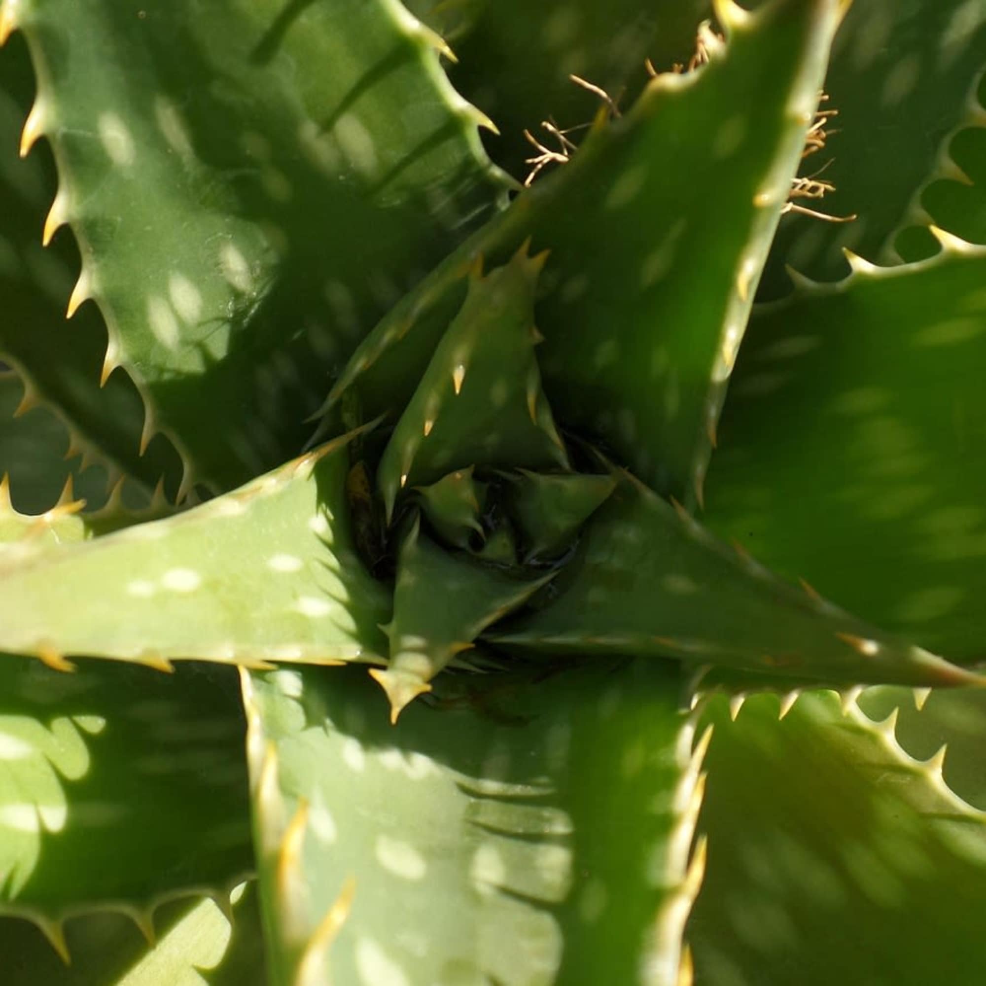 Close-up of a spiky green succulent plant