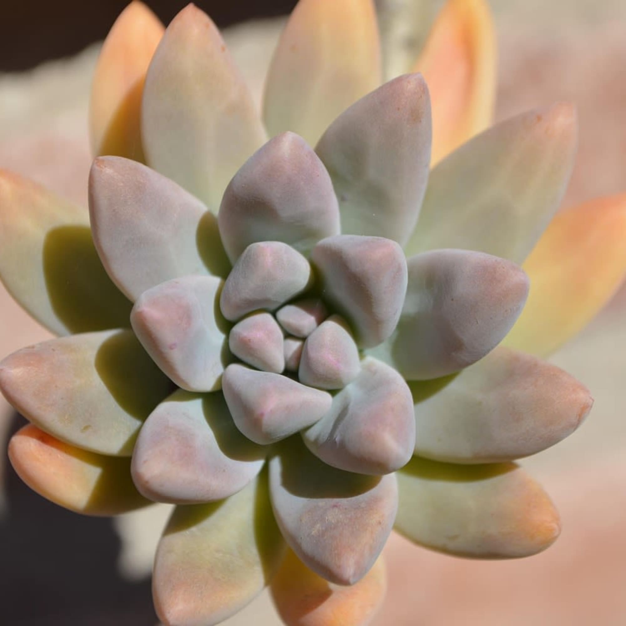 Close-up of a pale pastel succulent rosette