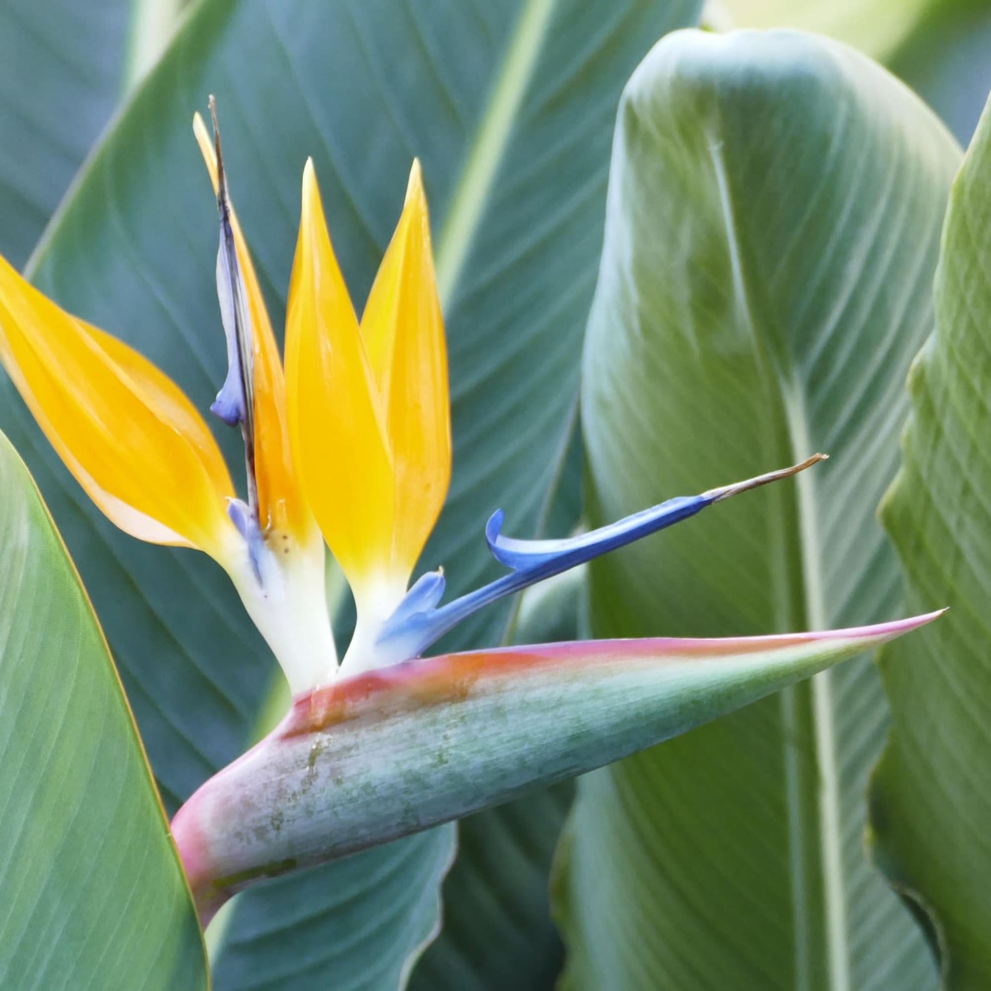 Petals &amp; Blooms Flowers offers corporate tropical flower packages, that are purchasable, photo 4 of 5