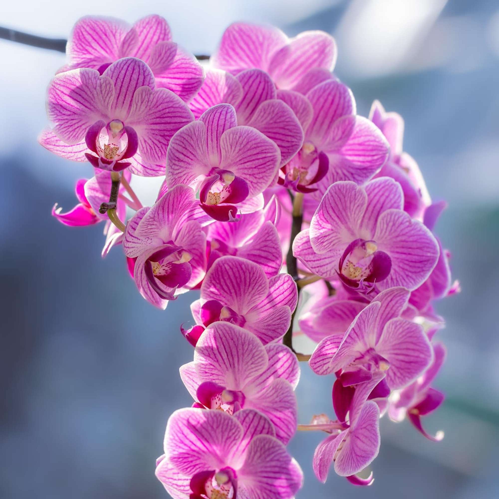 Petals &amp; Blooms Flowers offers corporate tropical flower packages, that are purchasable, photo 5 of 5