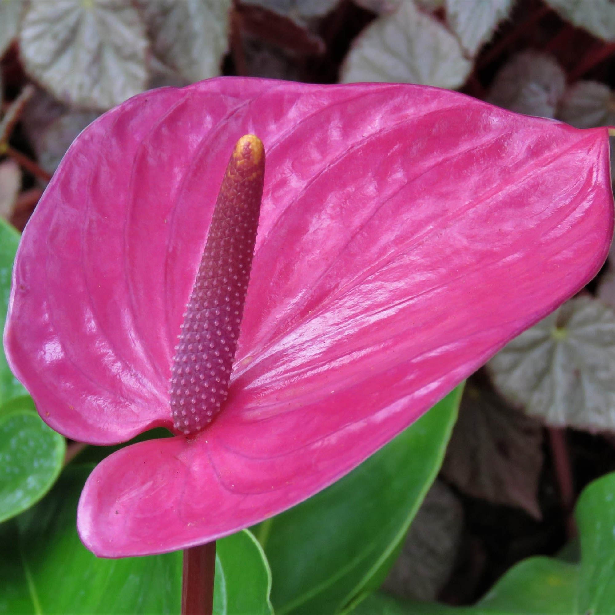 Petals &amp; Blooms Flowers offers corporate tropical flower packages, that are purchasable, photo 3 of 5