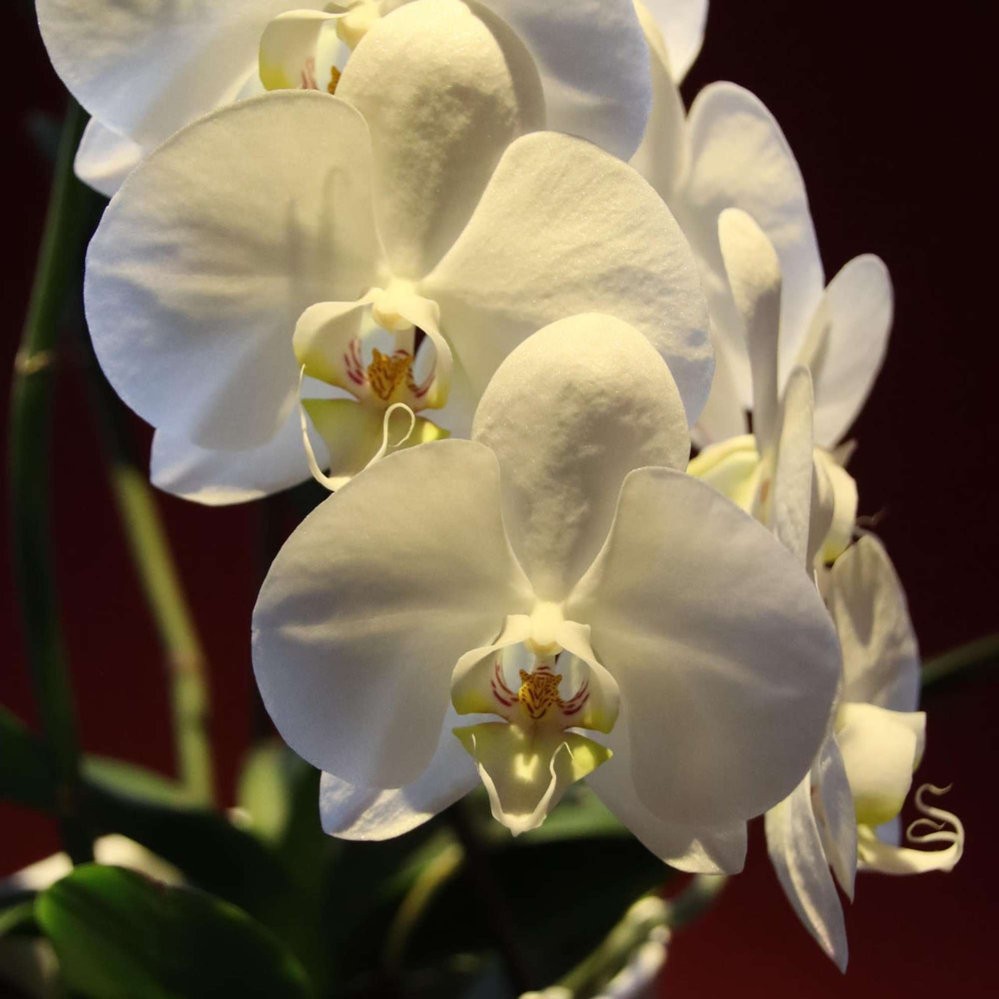 Petals &amp; Blooms Flowers offers corporate tropical flower packages, that are purchasable, photo 2 of 5