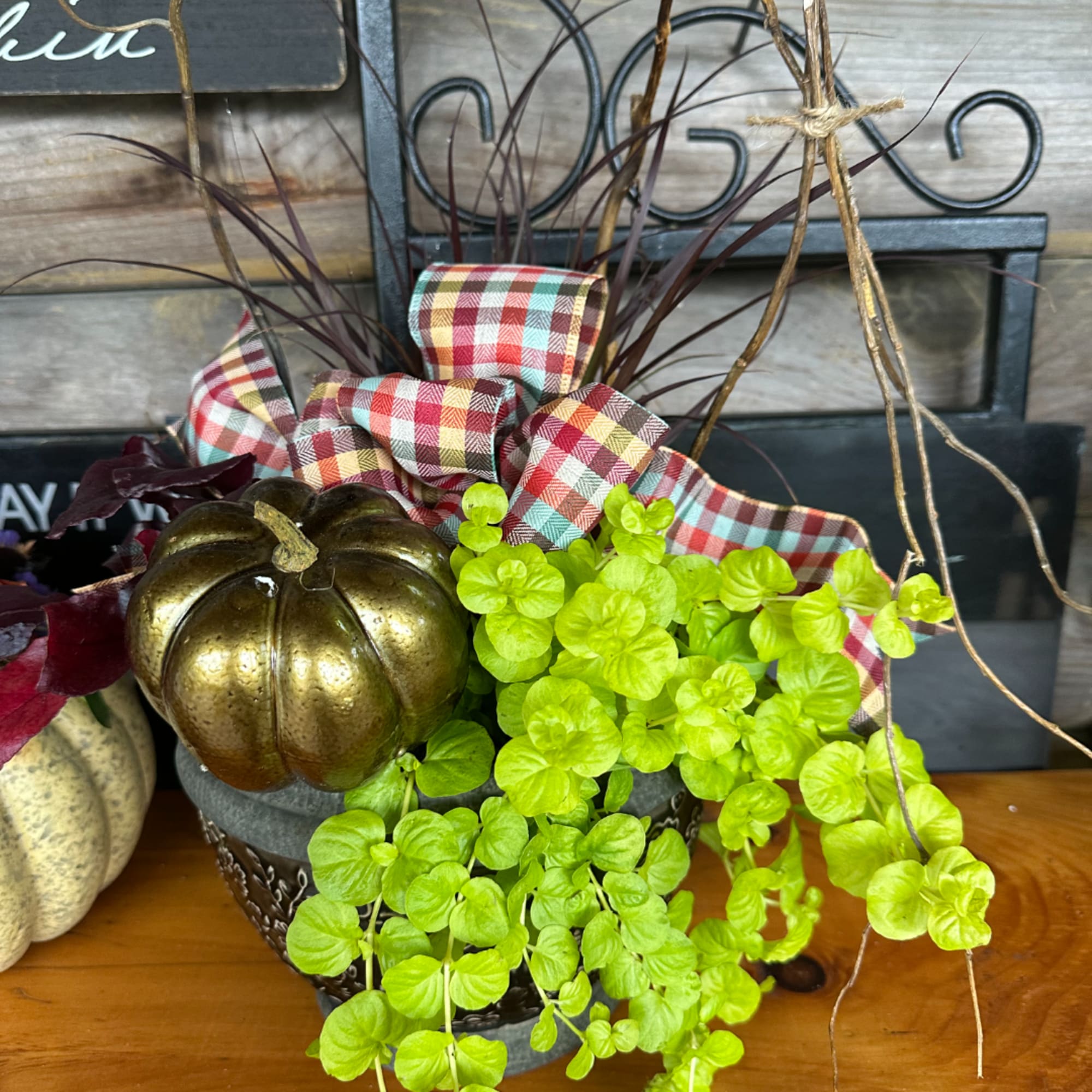 Potted arrangement with bright green trailing plant, plaid ribbon, and a gold pumpkin accent