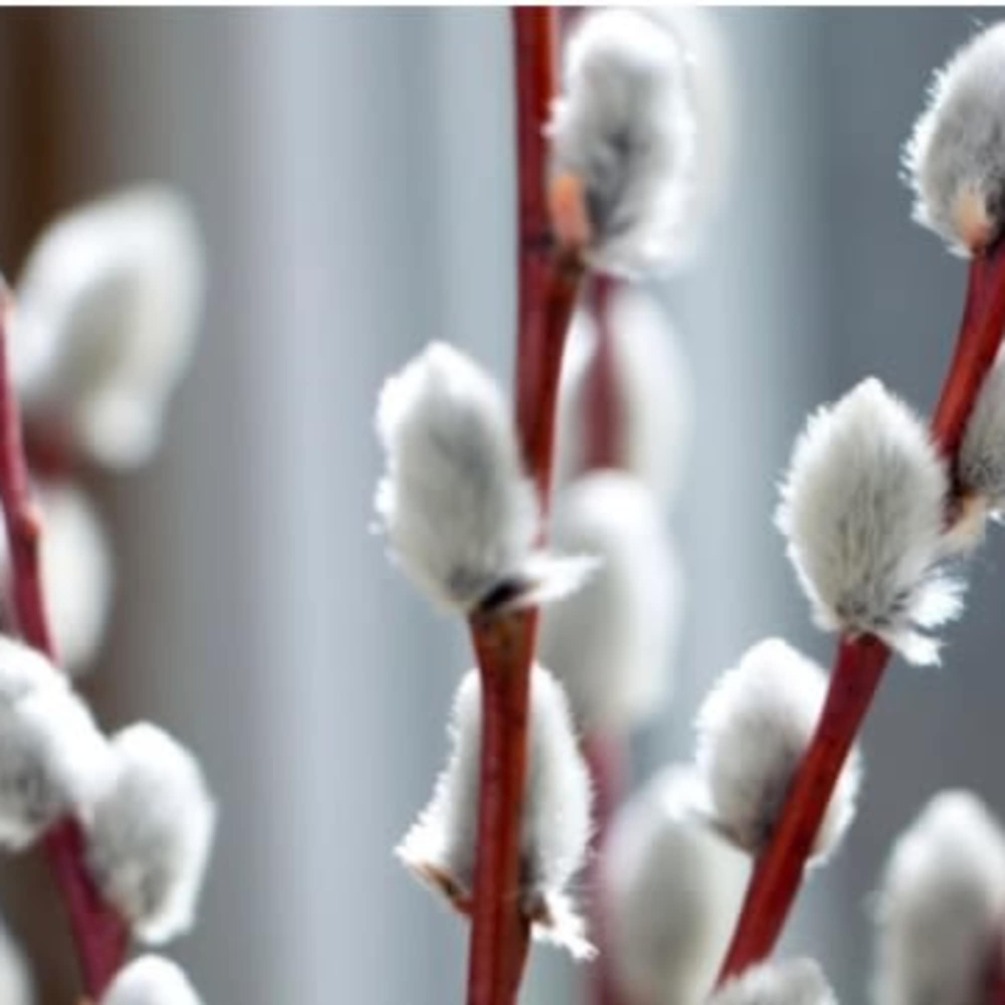 Red pussy willow branches with soft gray-white catkins against a blurred background
