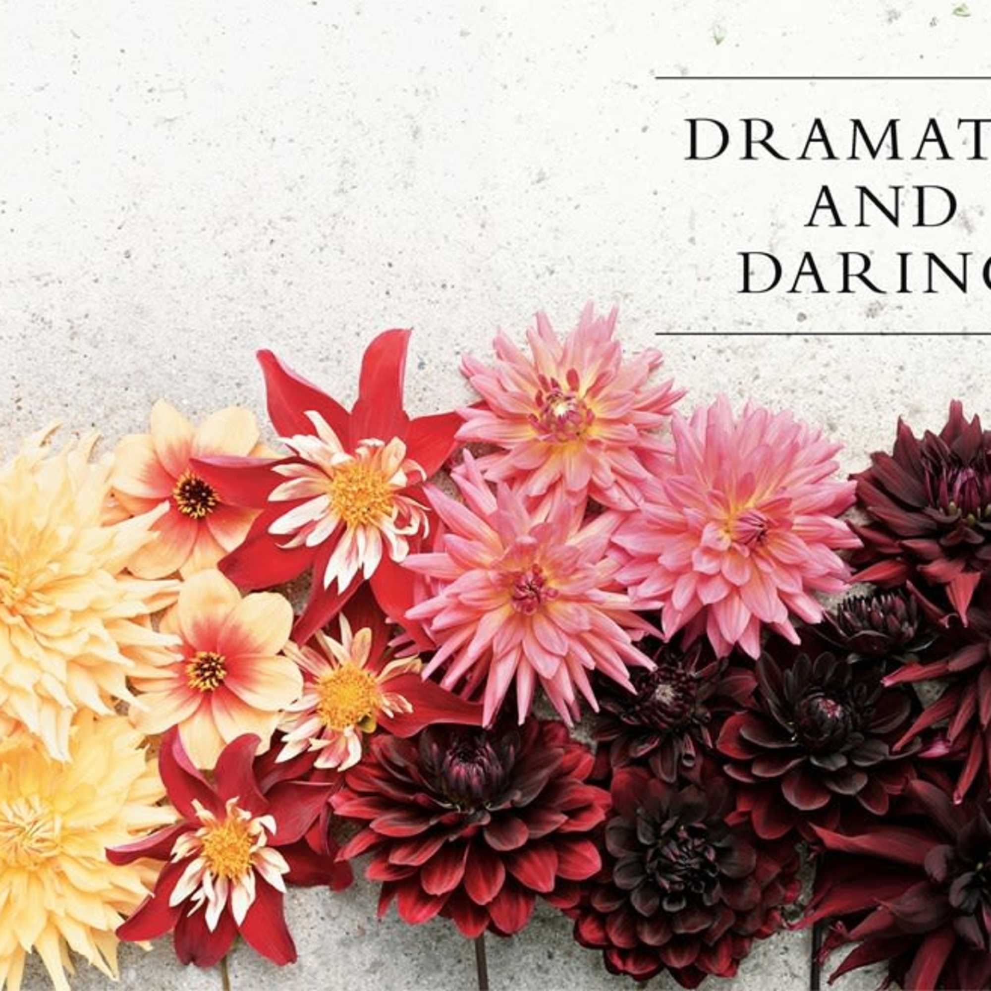 Dahlias; Beautiful Varieties For Home &amp; Garden (Hardcover), photo 2 of 3