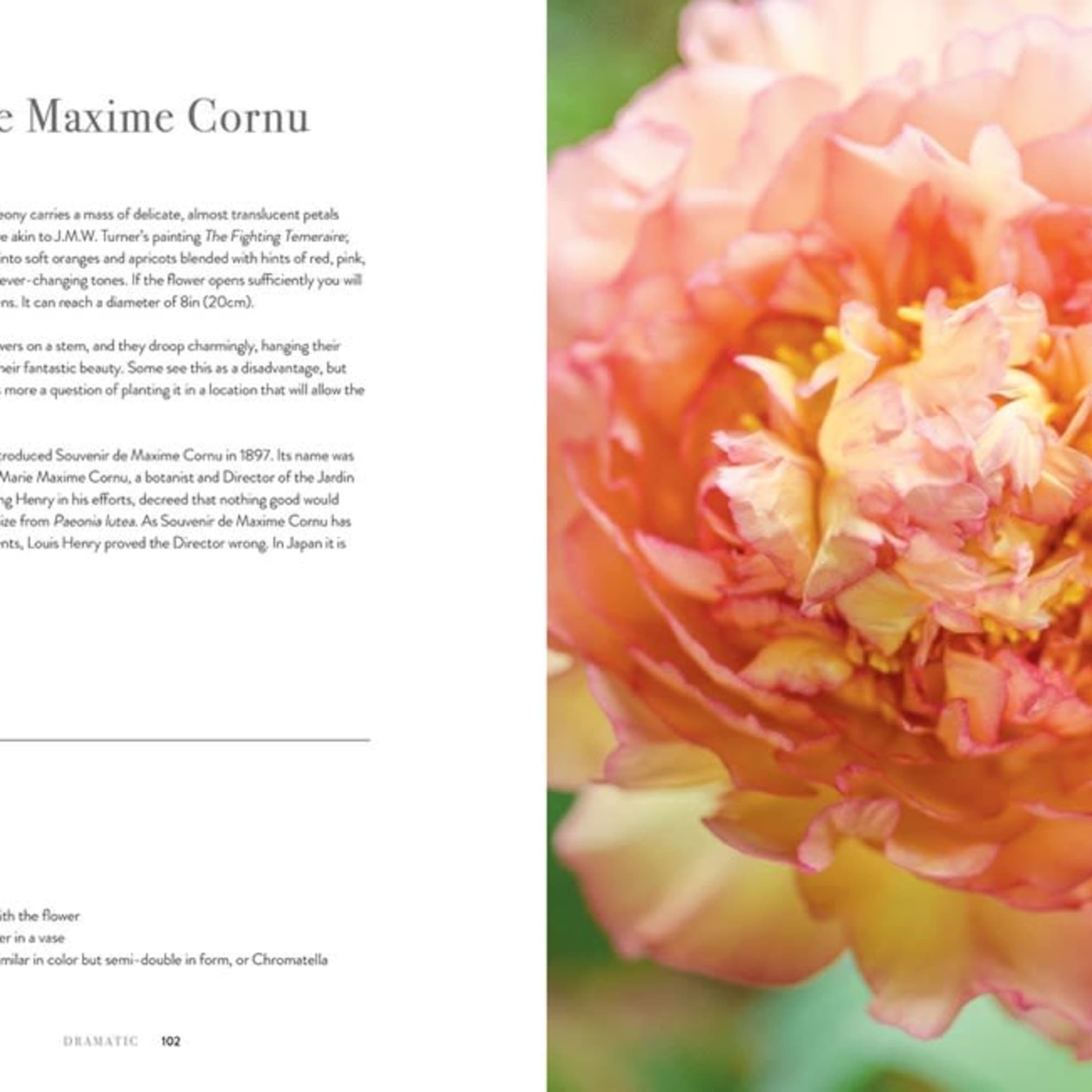 Peonies: Beautiful Varieties For Home &amp; Garden, photo 2 of 3