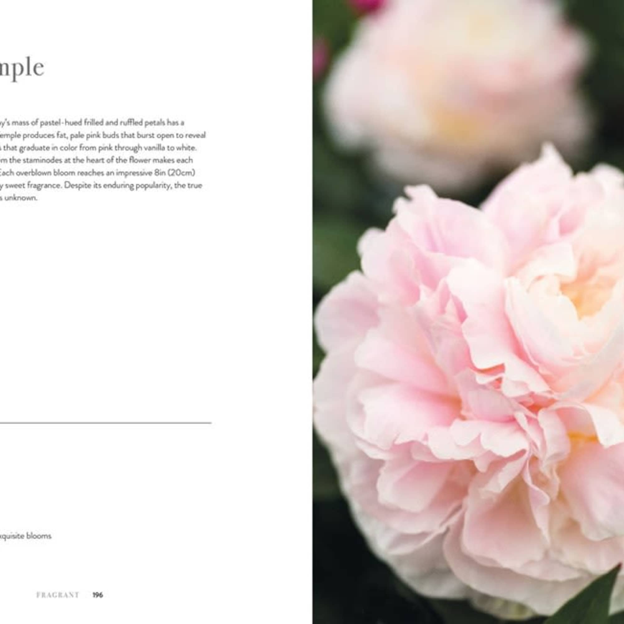 Peonies: Beautiful Varieties For Home &amp; Garden, photo 3 of 3