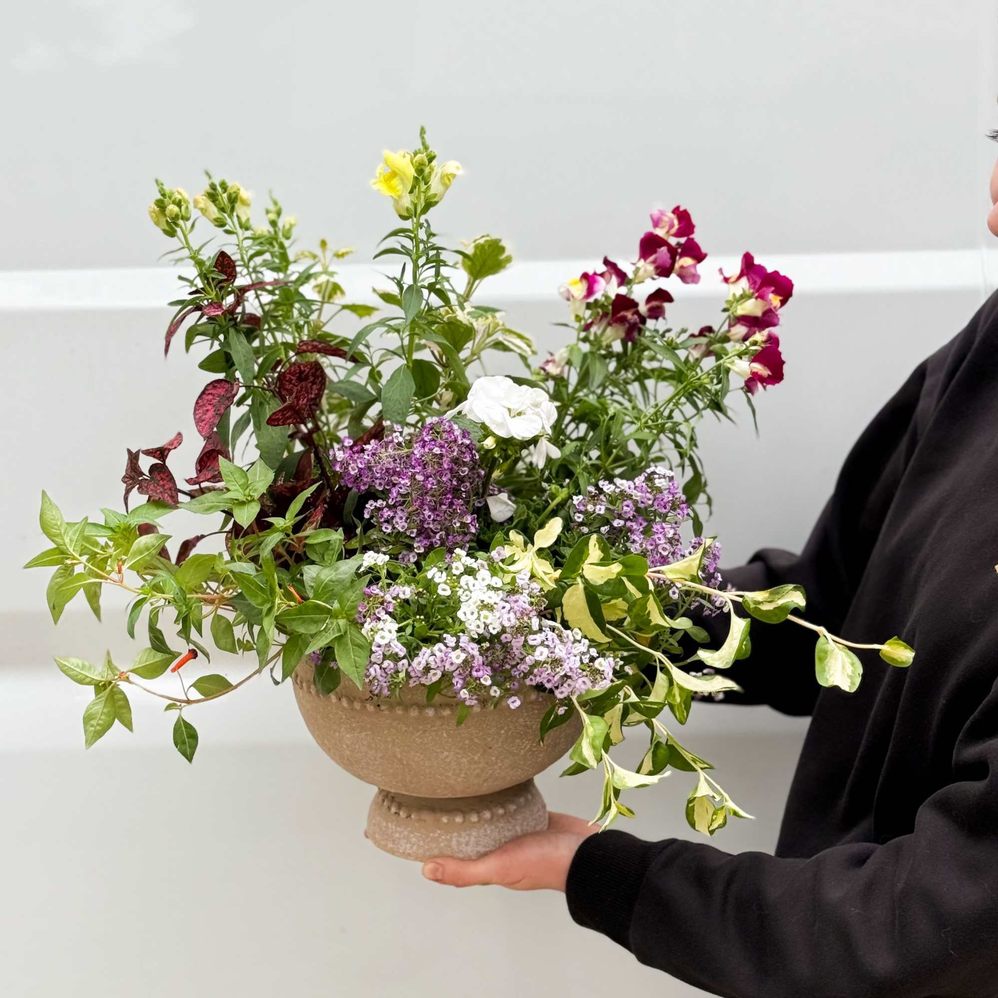 A beautiful Seasonal garden designed in cement planter. 
A mix of 4-6