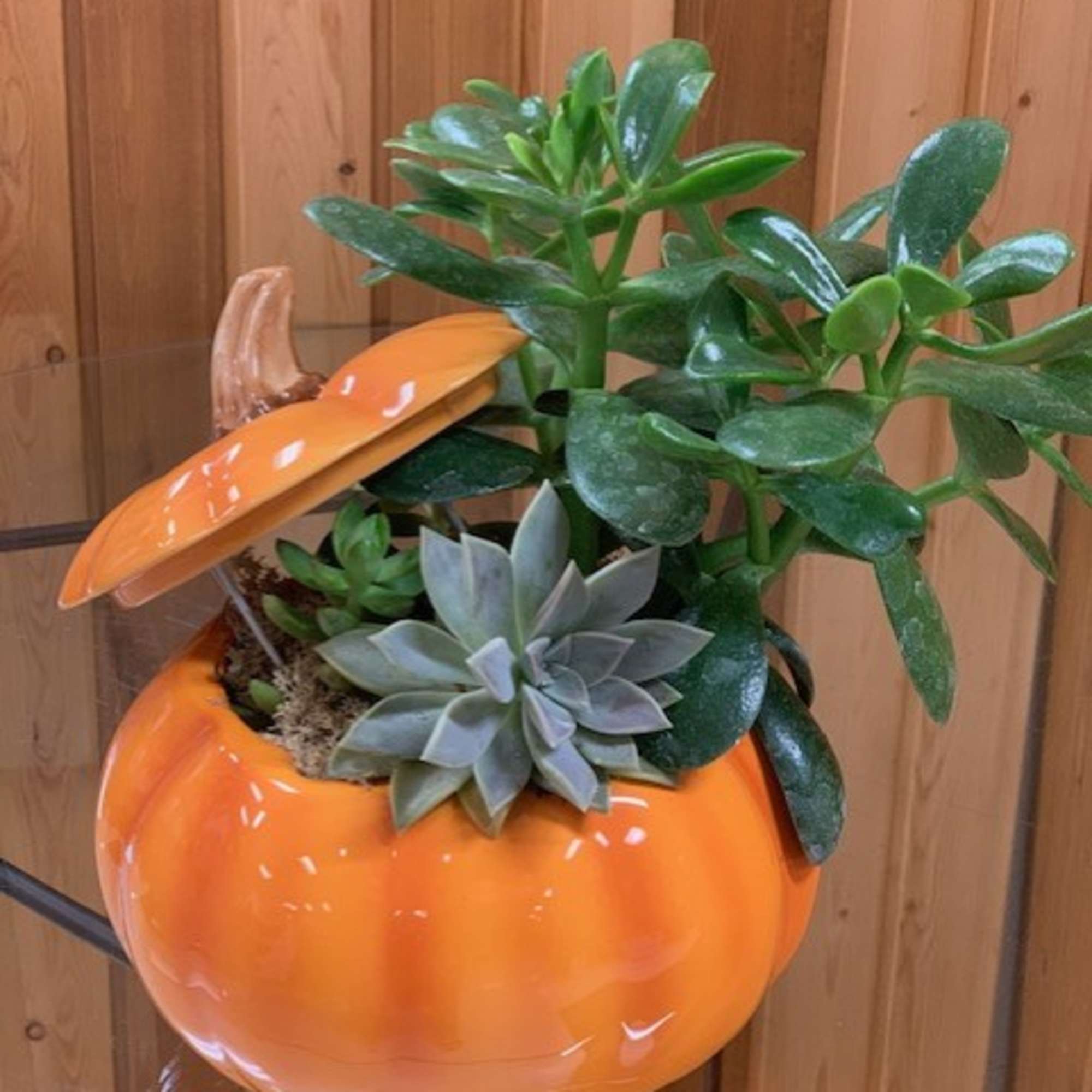 Succulent arrangement in an orange pumpkin-shaped container