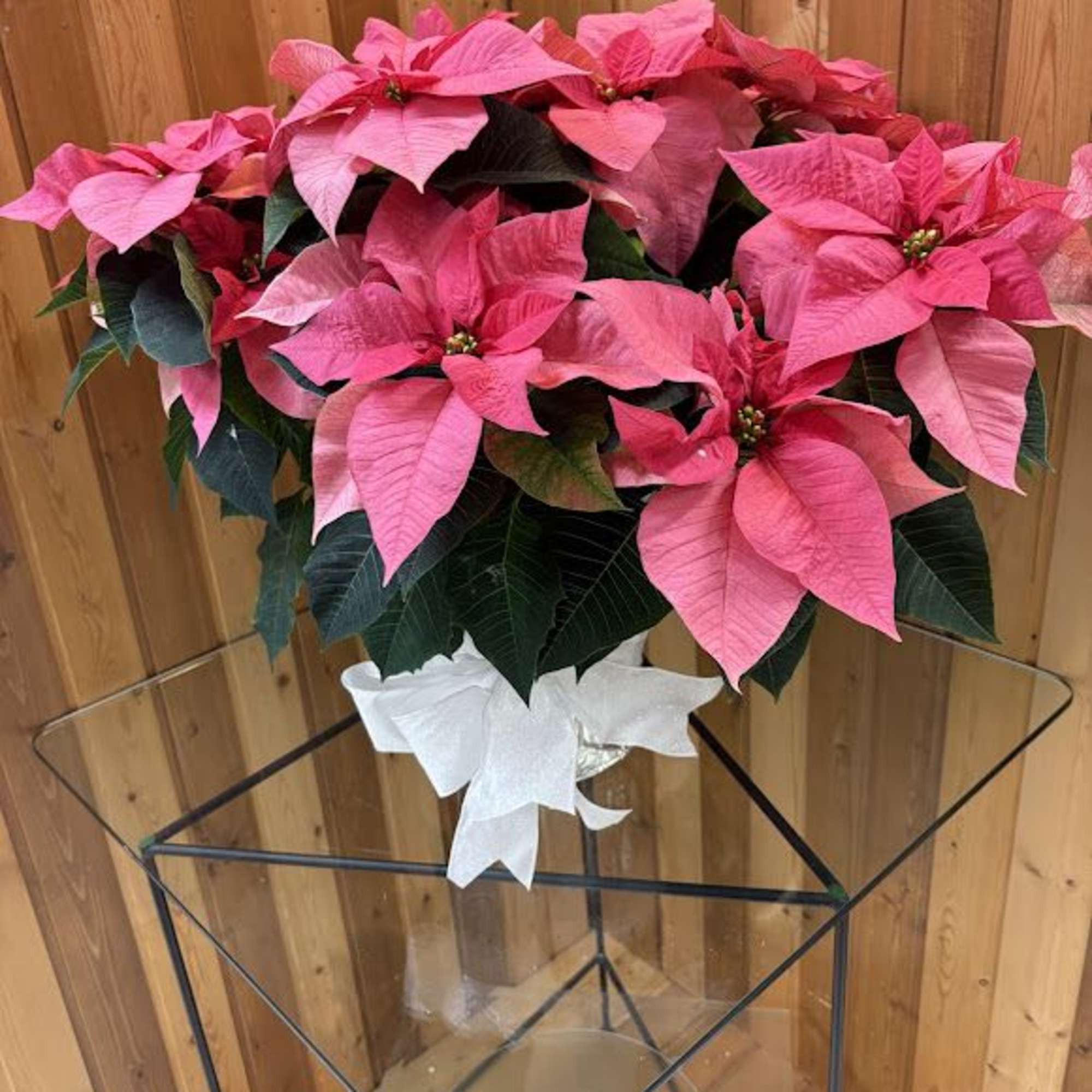 Pink poinsettia plant in a clear glass vase with a white bow