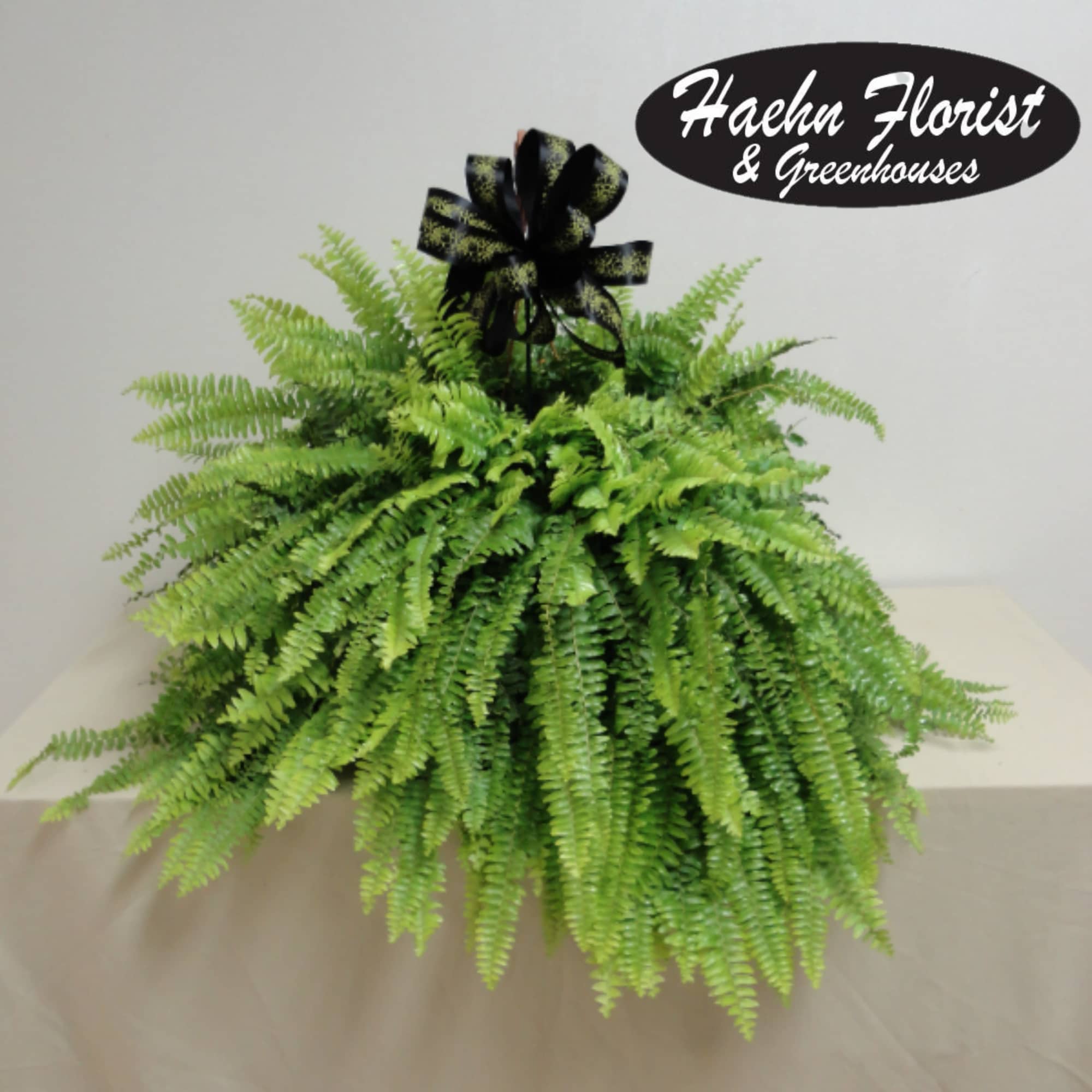 Hanging fern plant with a black ribbon bow
