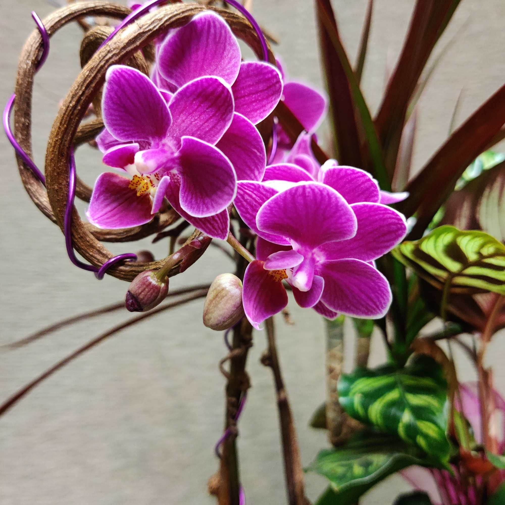 Sweet mini moth orchid plant in a medium size living planter with