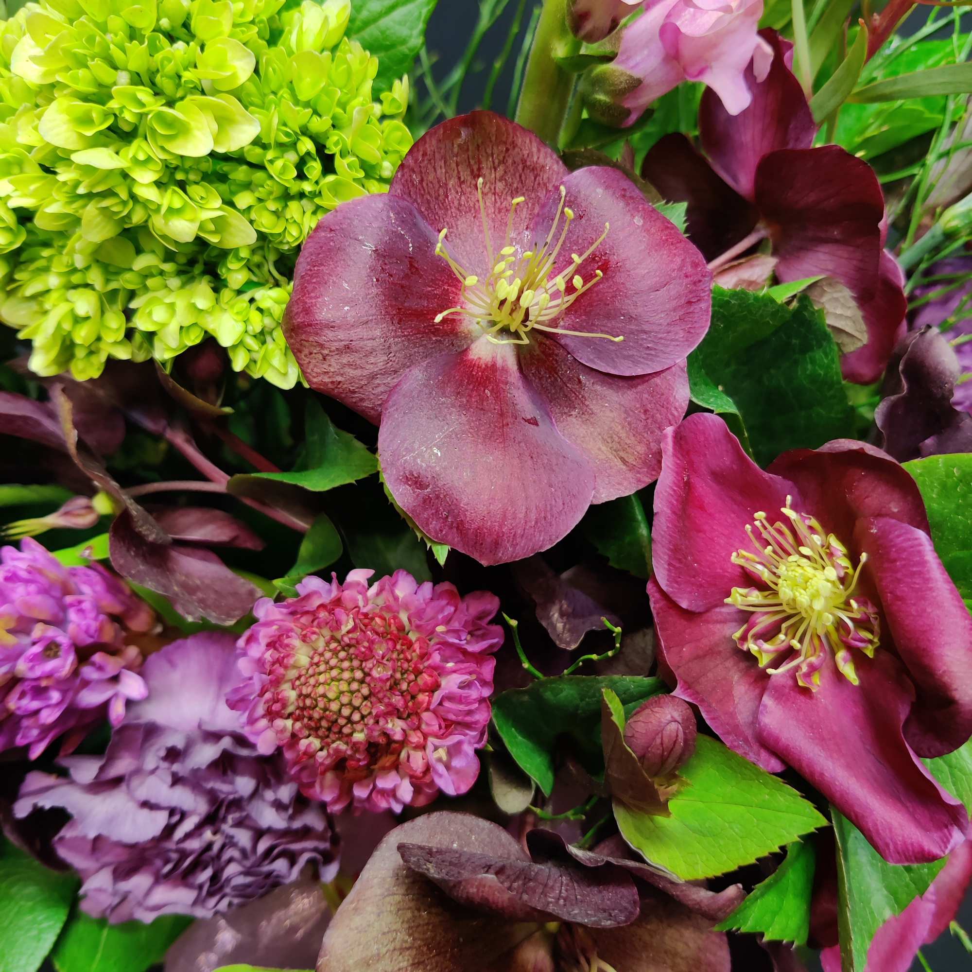 For the savvy flower afficianado, some pretty plum helebore and an array, photo 2 of 2
