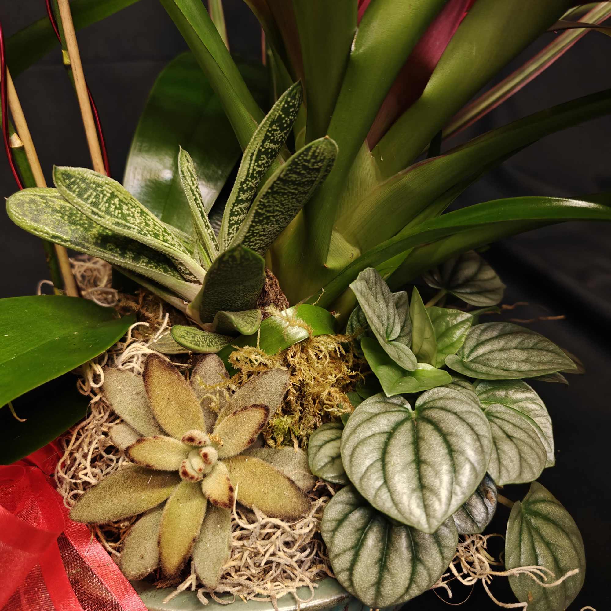 Pristine indoor tropical plants in a long lasting indoor design. Premium ceramic, photo 2 of 2