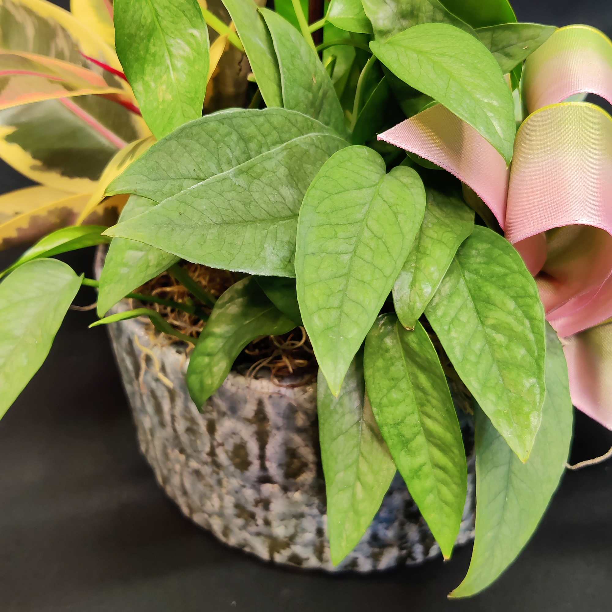 Potted green houseplant in a textured ceramic pot with a pink ribbon