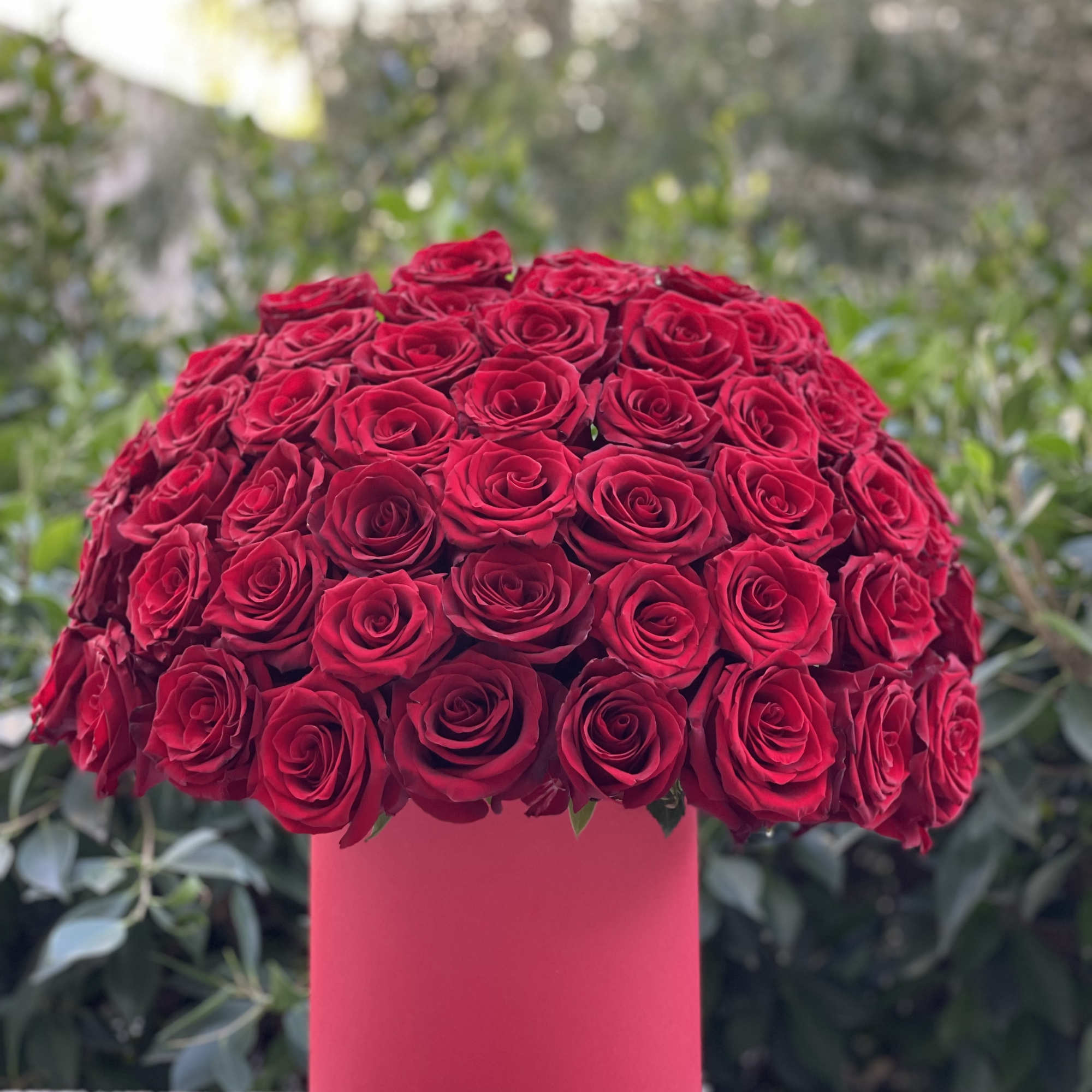 Large dome of red roses in a pink cylindrical box
