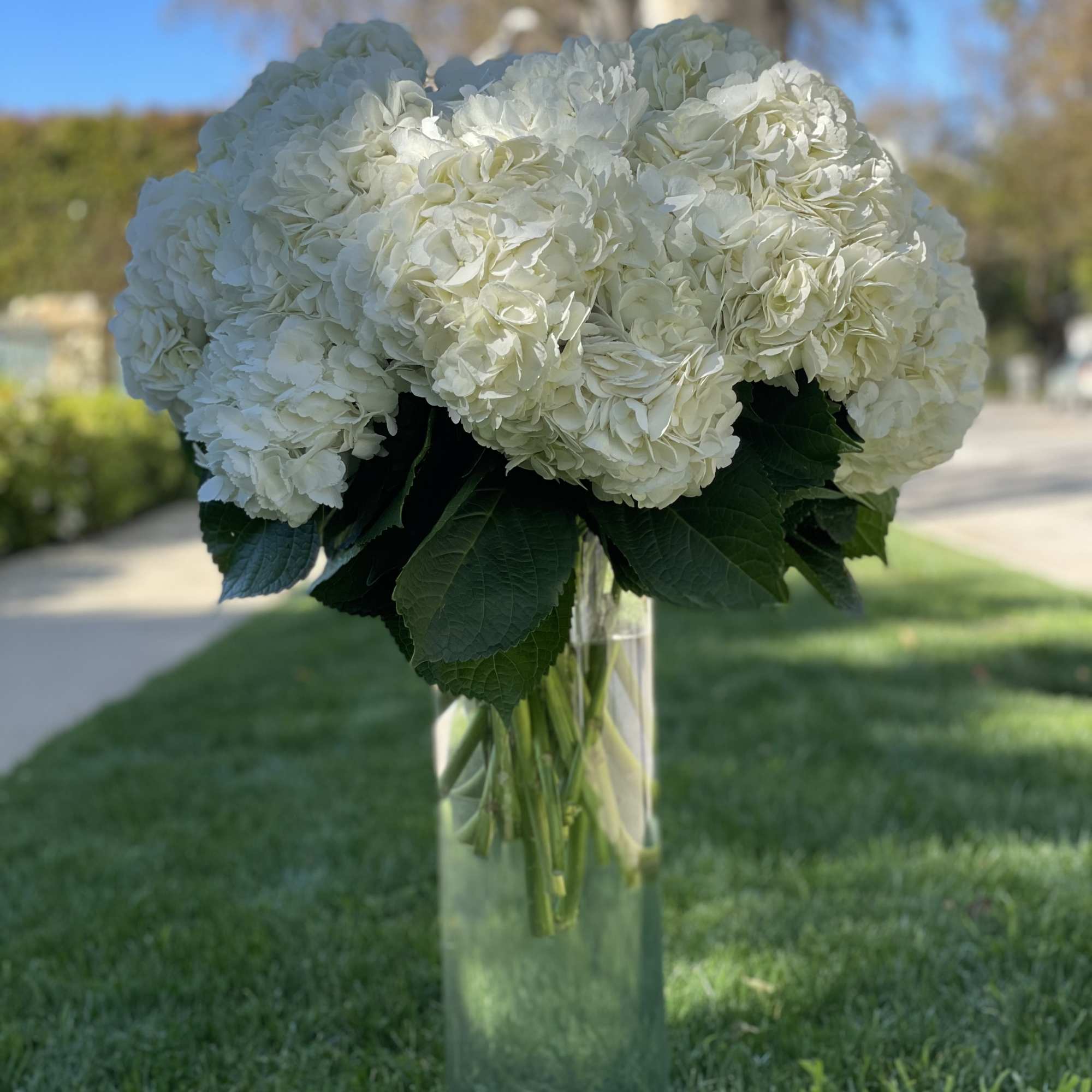 White hydrangea bouquet in a tall clear glass vase, photo 4 of 7