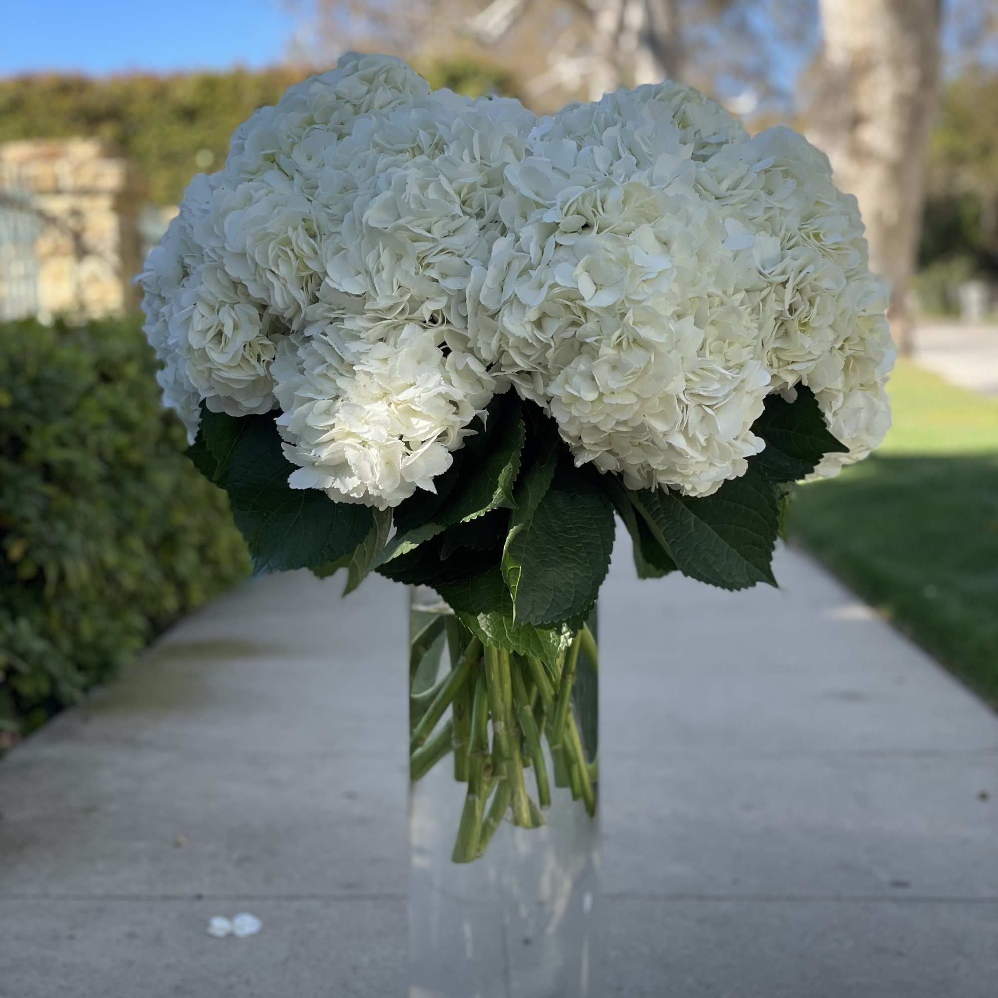 White hydrangea bouquet in a clear glass vase