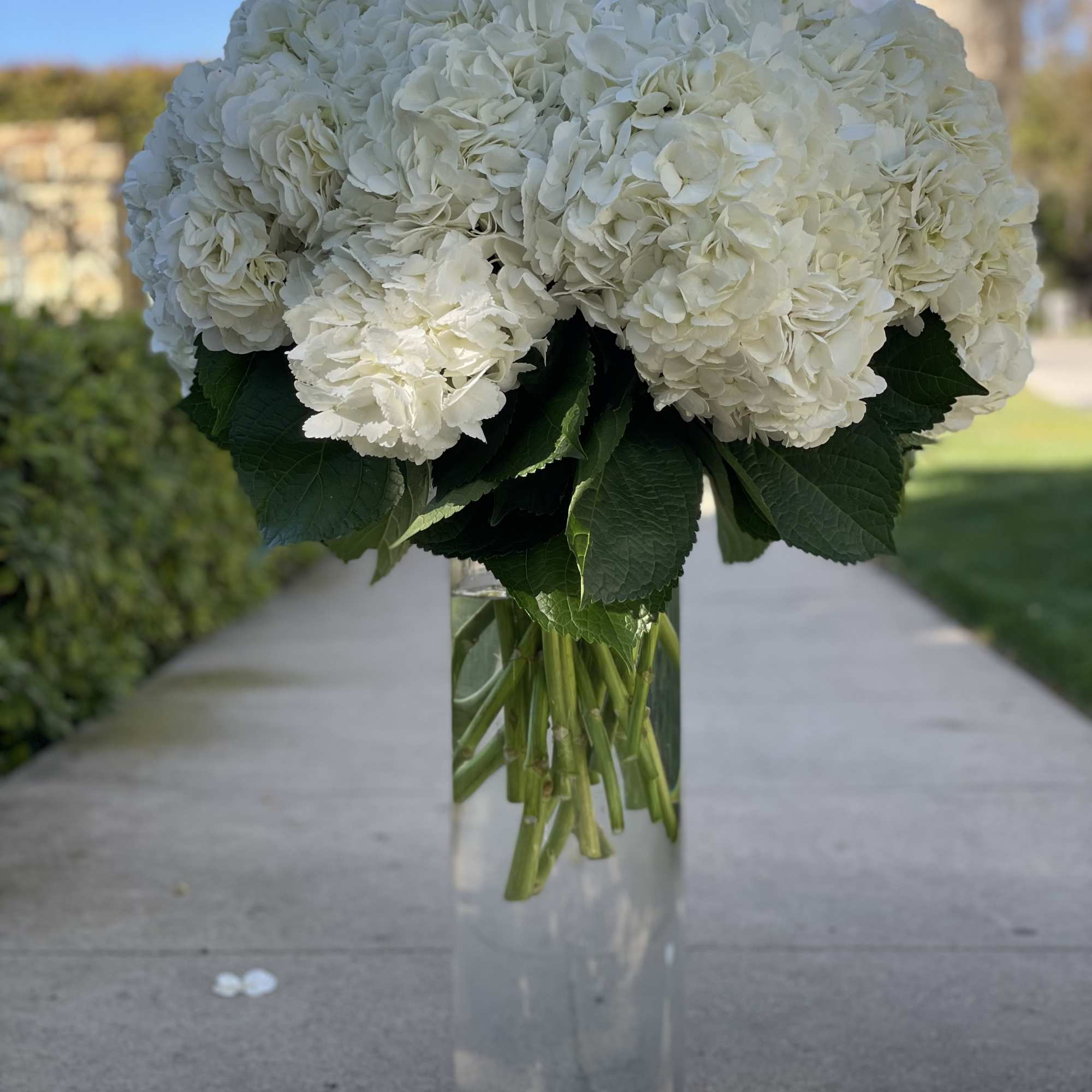 White hydrangea bouquet in a tall clear glass vase, photo 6 of 7