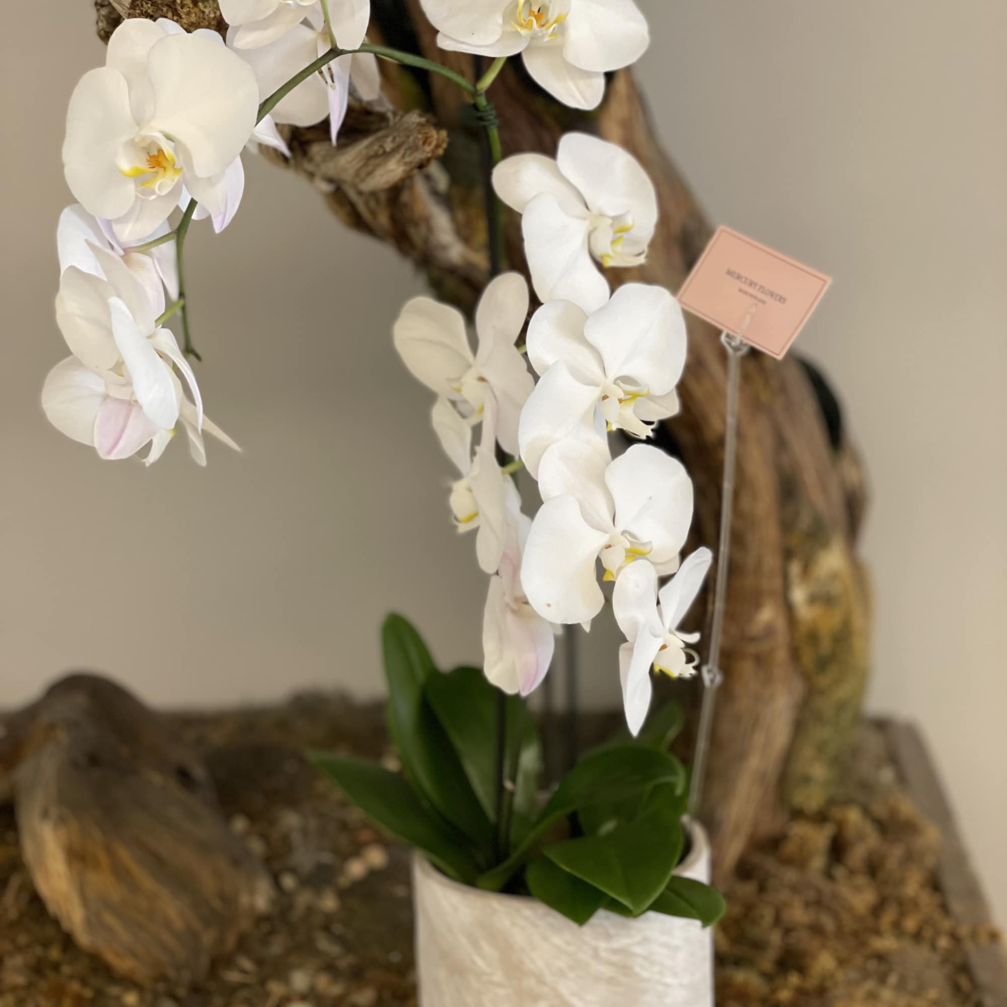 White orchid plant in a white pot with a small tag