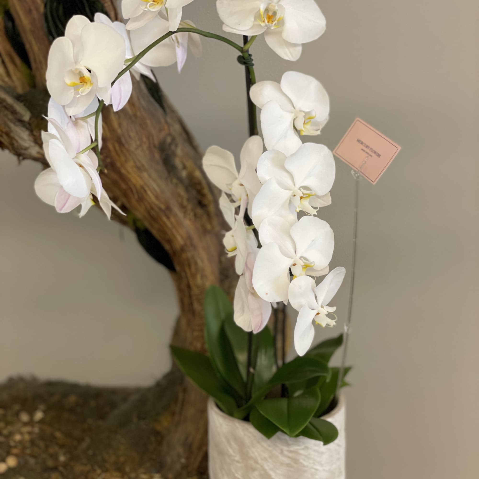 White orchid plant in a textured white pot