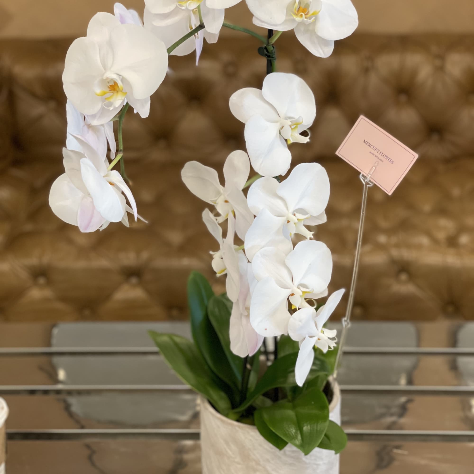 White orchid plant in a white pot with a display tag