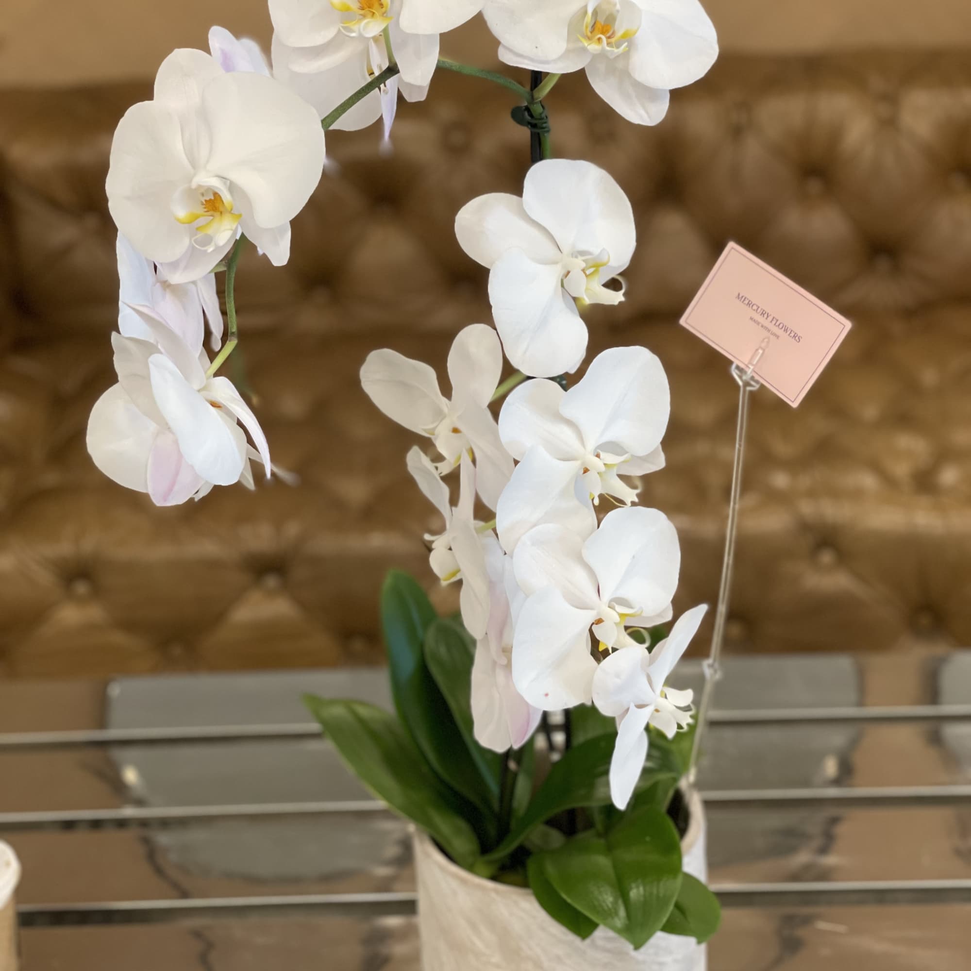 White orchid plant in a white pot with a small pink sign