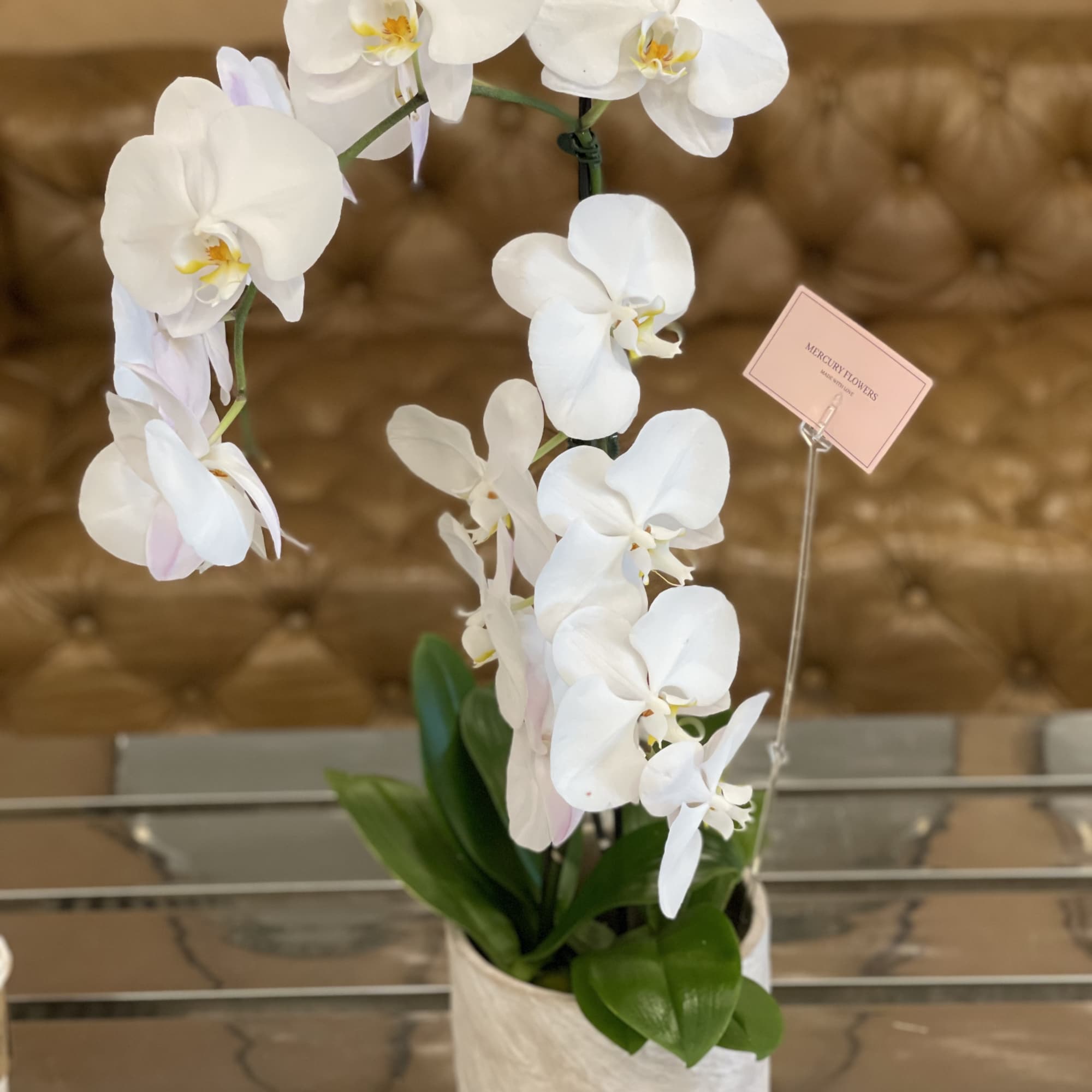 White orchid plant in a white pot
